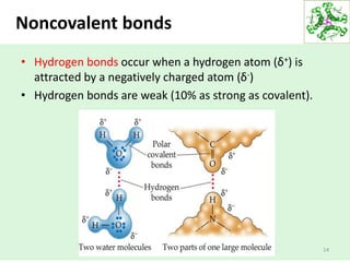 Noncovalent bonds
14
• Hydrogen bonds occur when a hydrogen atom (δ+) is
attracted by a negatively charged atom (δ-)
• Hydrogen bonds are weak (10% as strong as covalent).
 