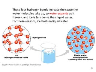 These four hydrogen bonds increase the space the
water molecules take up, so water expands as it
freezes, and ice is less dense than liquid water.
For these reasons, ice floats in liquid water
25
 