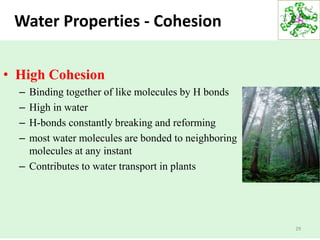 29
Water Properties - Cohesion
• High Cohesion
– Binding together of like molecules by H bonds
– High in water
– H-bonds constantly breaking and reforming
– most water molecules are bonded to neighboring
molecules at any instant
– Contributes to water transport in plants
 
