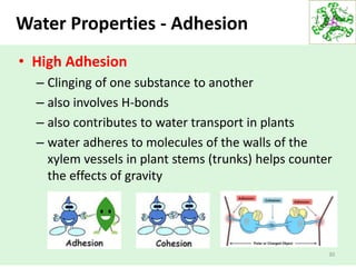 30
Water Properties - Adhesion
• High Adhesion
– Clinging of one substance to another
– also involves H-bonds
– also contributes to water transport in plants
– water adheres to molecules of the walls of the
xylem vessels in plant stems (trunks) helps counter
the effects of gravity
 