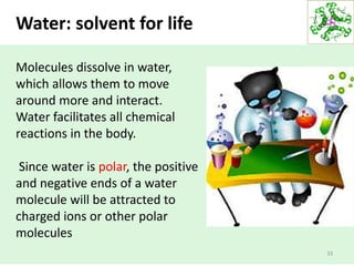 33
Water: solvent for life
Molecules dissolve in water,
which allows them to move
around more and interact.
Water facilitates all chemical
reactions in the body.
Since water is polar, the positive
and negative ends of a water
molecule will be attracted to
charged ions or other polar
molecules
 