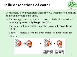 39
Cellular reactions of water
• Occasionally, a hydrogen atom shared by two water molecules shifts
from one molecule to the other.
– The hydrogen atom leaves its electron behind and is transferred
as a single proton - a hydrogen ion (H+).
– The water molecule that lost a proton is now a hydroxide ion
(OH-).
– The water molecule with the extra proton is a hydronium ion
(H3O+).
 