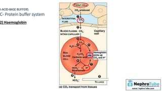 Protein Buffer Example Back to Basics: Renal Physiology (Normal Acid base balance) - Dr. Gawad ...