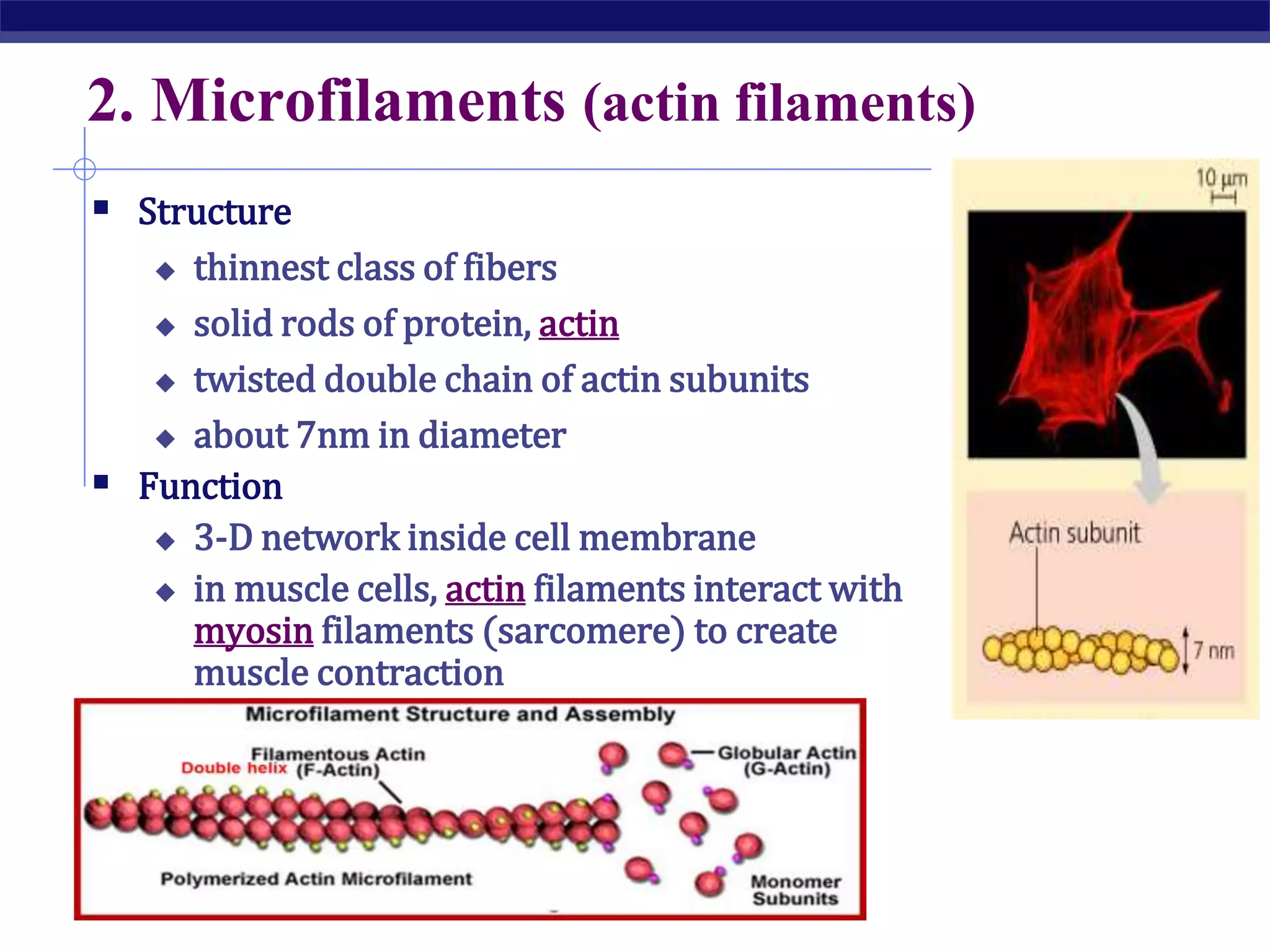 Cytoskelton.ppt