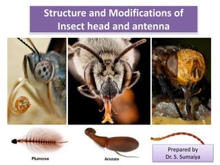 Structure and Modifications of
Insect head and antenna
Prepared by
Dr. S. Sumaiya
 