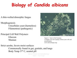 Zarqa Private UniversityBiology
4223 – The Fungi
Biology of Candida albicans
Commensal Pathogen
A thin-walled dimorphic fu...