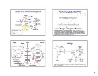 Lactic acid production in yeast                                                                                           Polyhydroxybutyrate (PHB)
                                          Glucose
                                                                  HMP
                                         EMP
                                                         2 NAD+             Ethanol
                                                         2 NADH                             NAD+
                          NAD+    NADH                                      ADH
                                                                                              NADH
             Lactate                      Pyruvate           X          Acetaldehyde
                               LDH                          PDC
                                               X   PDH                                    NAD(P)+
                                                                        AldDH
                                                             transport                    NAD(P)H
             Plasmid pEPL2
                                         Acetyl-CoA          between        Acetate
                                                             cytosol and
                                                             mitochondria
                                                                            ACS

                                         TCA cycle                      Acetyl-CoA
Kluyveromyces lactis                                                                                               Biosynthetic pathway of poly(3-hydroxybutyrate). P(3HB) is synthesized by the
                                                                                                                   successive action of b-ketoacyl-CoA thiolase (phbA), acetoacetyl-CoA reductase (phbB)
Simple media
                                                                                                                   and PHB polymerase (phbC) in a three-step pathway. The genes of the phbCAB operon
Low pH                                                                                                             encode the three enzymes. The promoter (P) upstream of phbC transcribes the complete
                                                                                                                   operon (phbCAB). Bioresource Technology 87 (2003) 137–146.




  PHA                          Glycerol
                                                Glucose                                              Alkanoates
                                                                                                                                                                Indigo
                                                                                    Fatty acids

Propionic acid          Acetic acid                                                      FadD                          Glucose
                                                   PEP                           is
                                                                                                                                       PP pathway                                                           Tryptophan
                                                                           id es                                                      Transketolase (tktA)
                                      CoA                                ac nth
                                                                      tty sy
                                                                                                                      EMP
                    Oxalo-                      Pyruvate            Fa vo                                         pathway
                                                                                                                                                E4P
   CoA                                                                              Acyl-CoA                                                                                                     Tryptophanase
                    acetate                                          no                                                                                                                                  (tnaA)    Tryptophan
                                                                                                                                                                                                                   synthase (trpB)
                                                                  de                                                                                                                           Tryptophan
                                                                                FadA        FadE                                                                                               synthase
                                               Acetyl-CoA                                                                             DAHP synthase                                            (trpA)                 Indole
                                                                                    Fatty acid                                        (aroGfbr)
                                                                                                                                                                           Indole 3-glycerol                      Naphthalene
             TCA cycle                         PhaA                  3-Keto β-oxidation                Trans-2-             PEP                                            phosphate                              dioxygenase (NDO)
                               Citrate                              acyl-CoA                          Enoyl-CoA               Pyruvate kinase            DAHP
                                                                                                                              (pykA, pykF)
   Succinyl-CoA                             Acetoacetyl-CoA
                                                                             FadB               FadB                                                                                                                  Indoxyl

  Sbm                                                                                                                                                                               [O2]
                                                                                   (S)-3-Hydroxy          PhaJ
                                               PhaB         NADPH
 (R)-Mythyl-malonyl-CoA                                                              acyl-CoA             YfcX          Pyruvate
                                                                                                                                                                                                   Isatin
      YgfG                                                           PhaB         epimerase
                                                                                                          MaoC                                                                                 Isatin hydrolase
                                             (R)-3-Hydroxy           FadG
    Propionyl-CoA
          PhaA                                butyryl-CoA                          (R)-3-Hydroxy                       TCA cycle

     3-Keto-valeryl-CoA                                                              acyl-CoA                                                                     Indigo
                                                                                                                                                                                           Isatic acid            Indirubin
                 PhaB                          PhaC                                  PhaC
      3-Hydroxyl-valeryl-CoA
                        PhaC
                                               P(3HB)                                  PHAMCL                     Indigo biosynthetic pathway created by the merger of indole biosynthesis and NDO
                        P(3HB-co-3HV)                      P(3HB-co-3HAMCL)                                       activity in one organism




                                                                                                                                                                                                                                      6
 