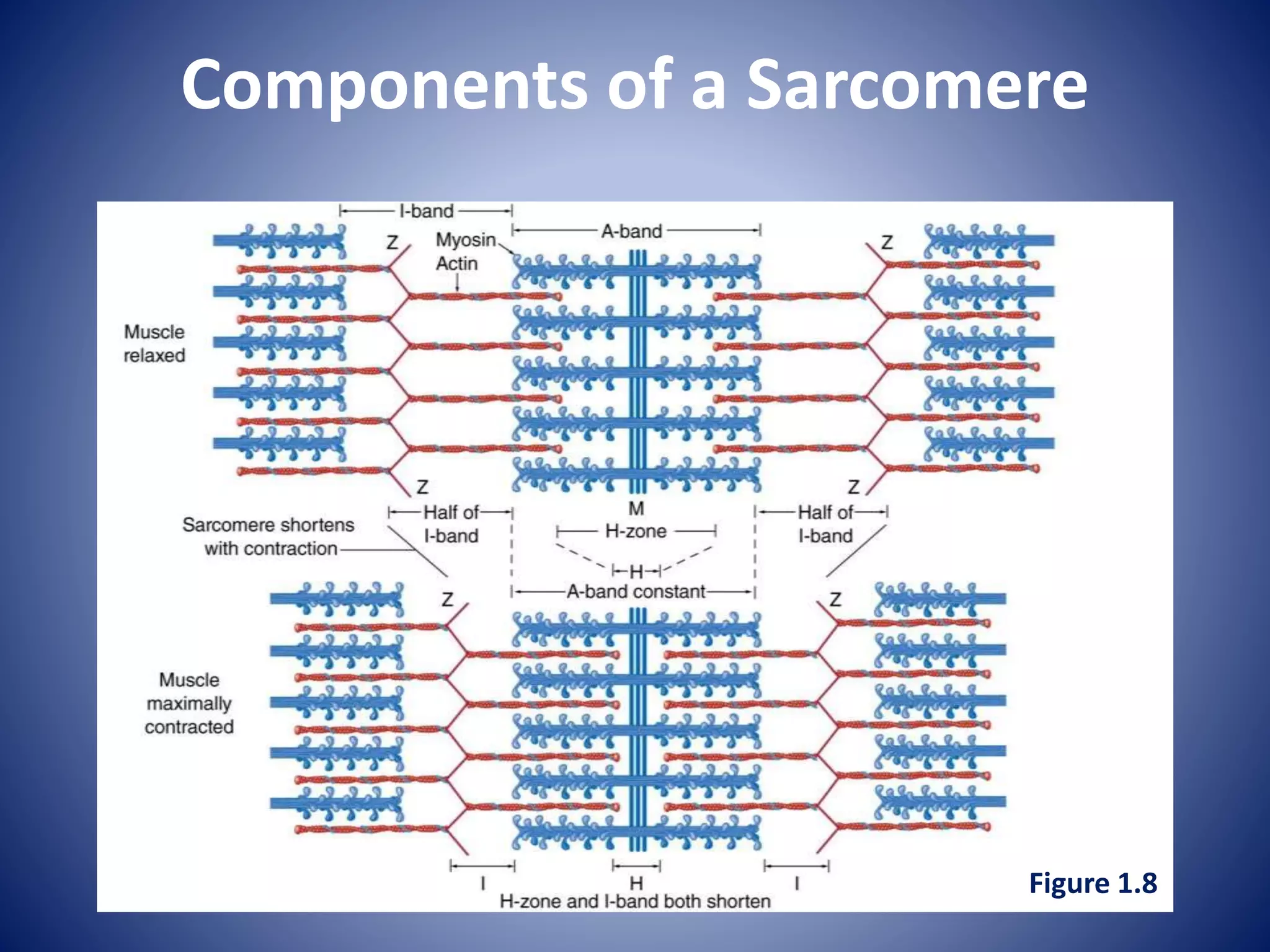 Components of a Sarcomere
Figure 1.8
 