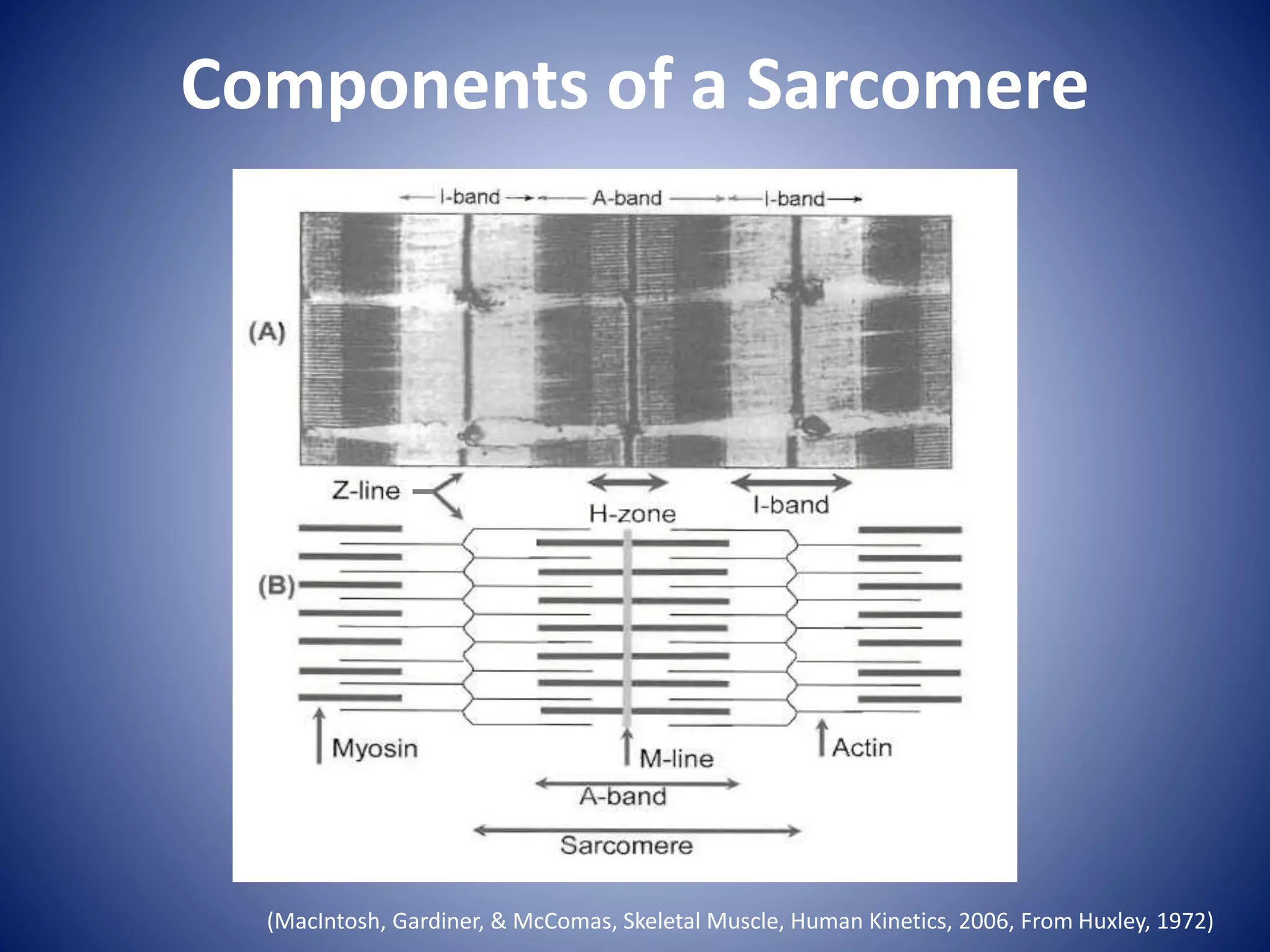 Components of a Sarcomere
(MacIntosh, Gardiner, & McComas, Skeletal Muscle, Human Kinetics, 2006, From Huxley, 1972)
 
