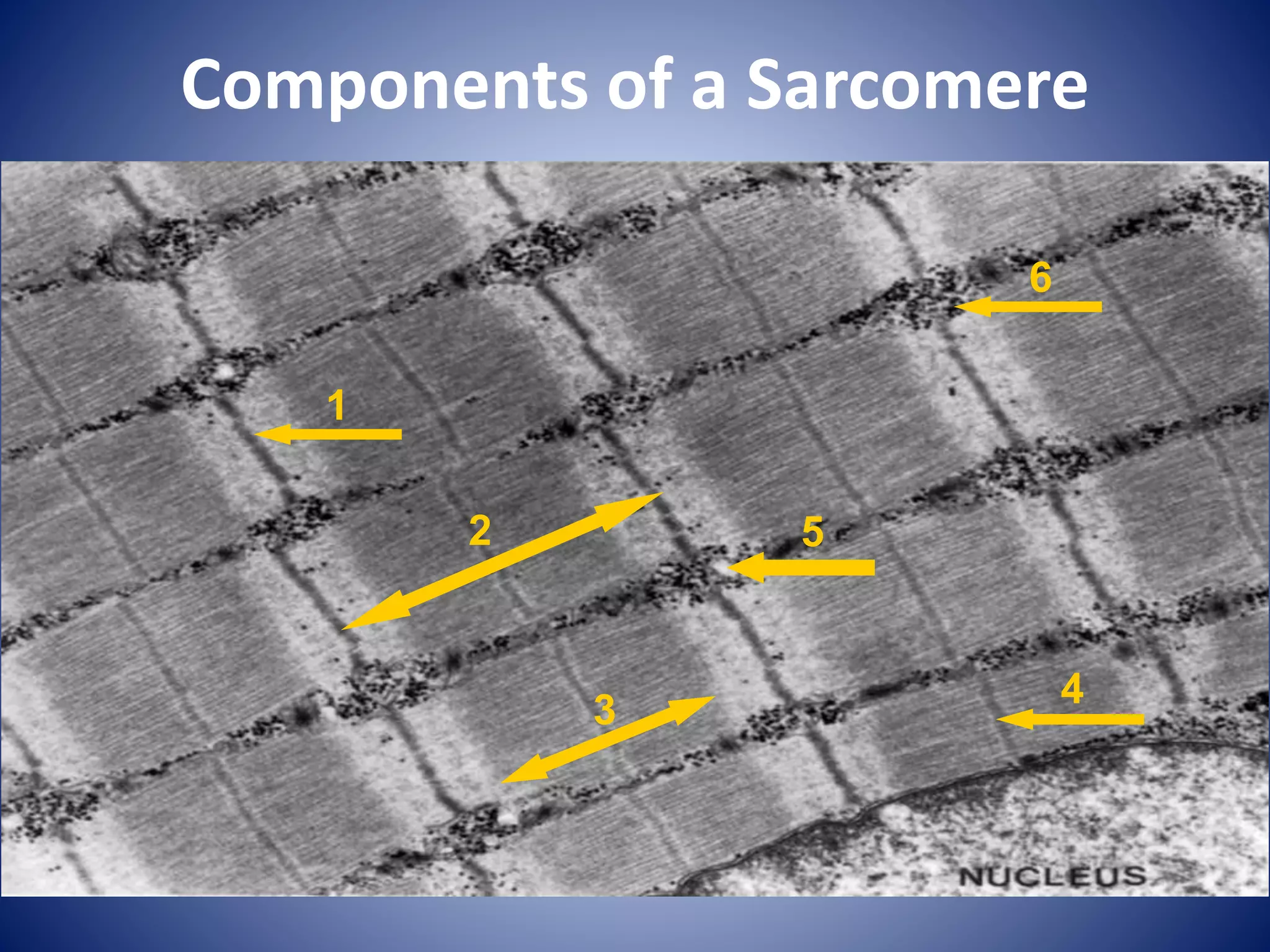 Components of a Sarcomere
4
1
2
3
5
6
 