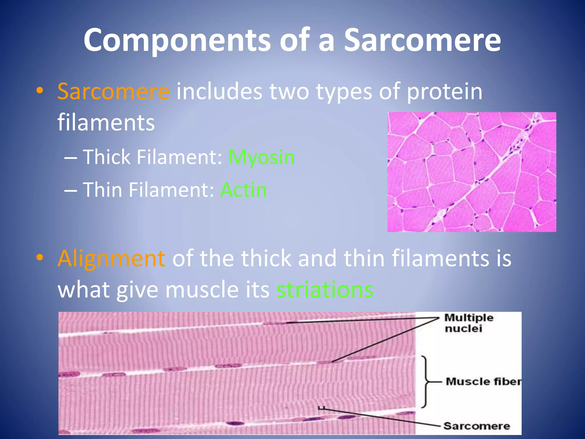 Components of a Sarcomere
• Sarcomere includes two types of protein
filaments
– Thick Filament: Myosin
– Thin Filament: Actin
• Alignment of the thick and thin filaments is
what give muscle its striations
 