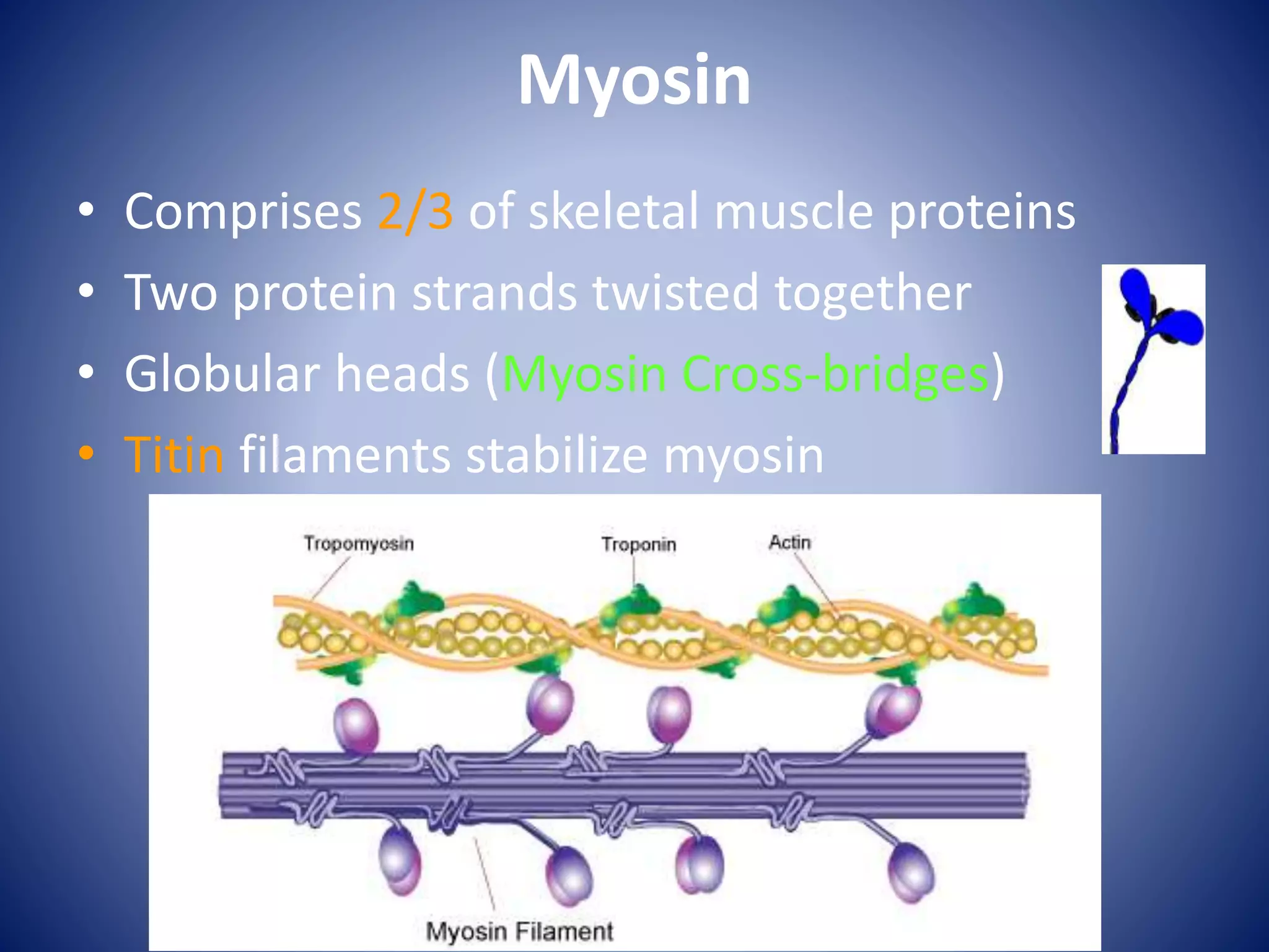 Myosin
• Comprises 2/3 of skeletal muscle proteins
• Two protein strands twisted together
• Globular heads (Myosin Cross-bridges)
• Titin filaments stabilize myosin
 