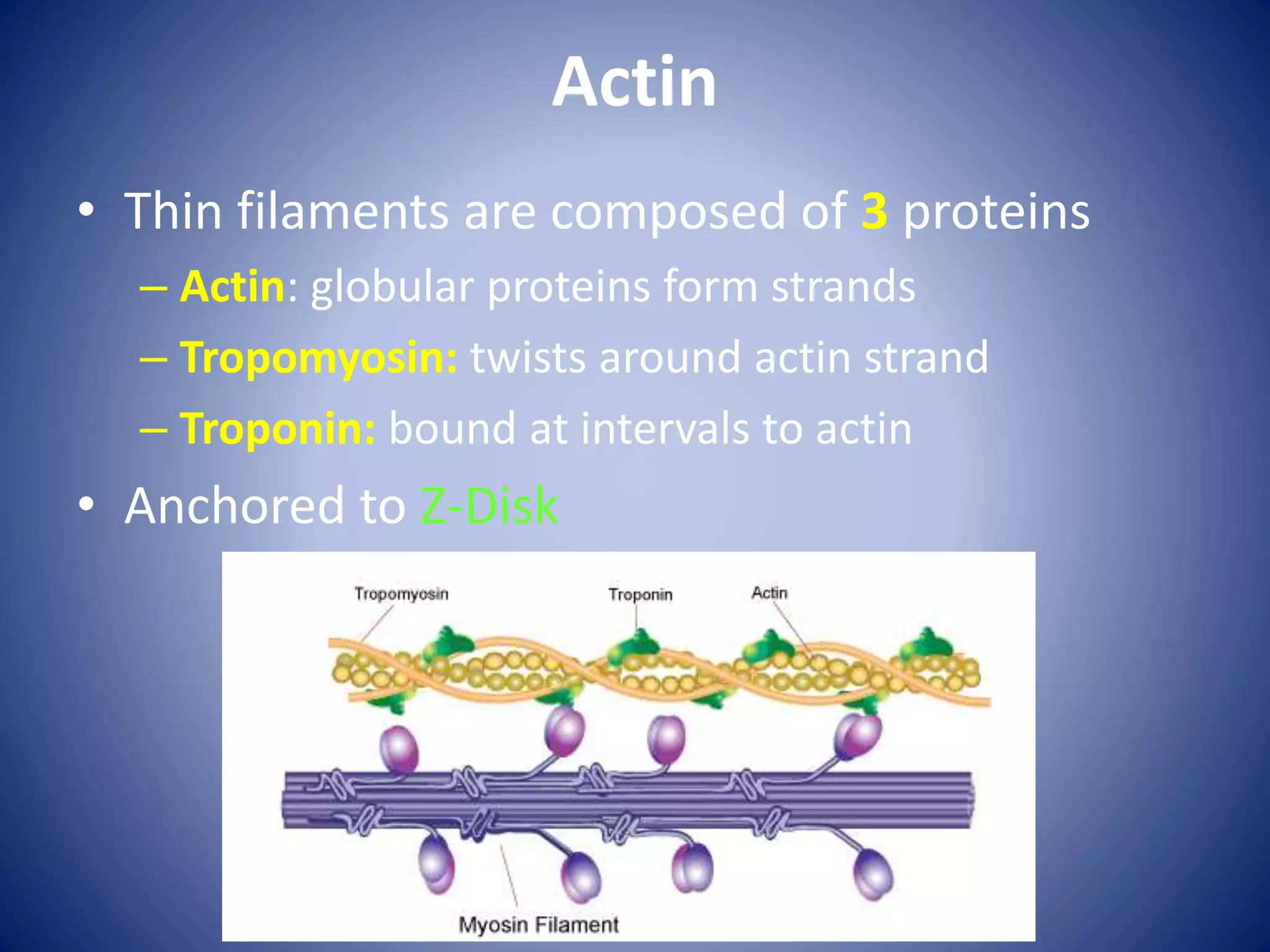 Actin
• Thin filaments are composed of 3 proteins
– Actin: globular proteins form strands
– Tropomyosin: twists around actin strand
– Troponin: bound at intervals to actin
• Anchored to Z-Disk
 