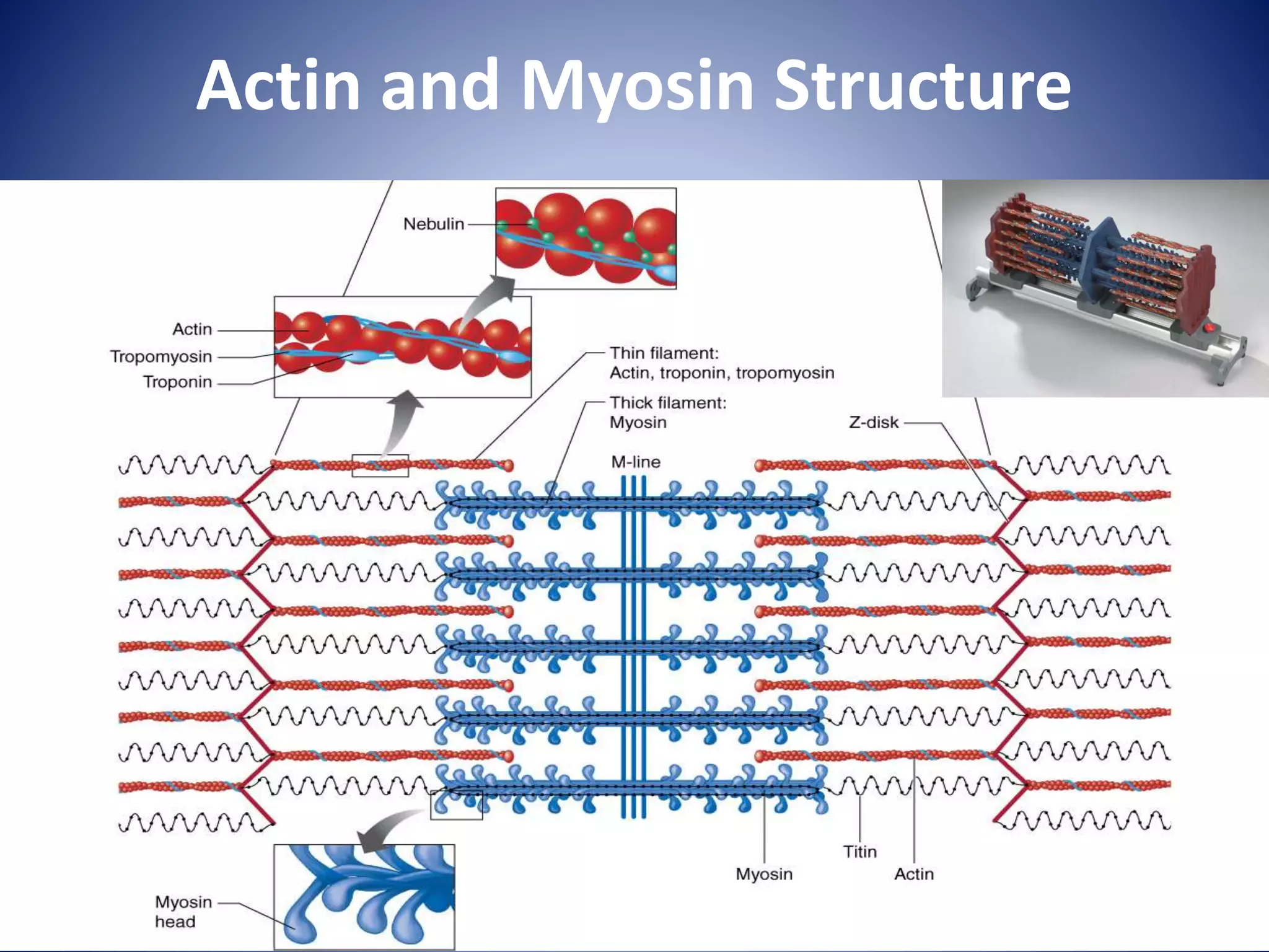 Actin and Myosin Structure
 