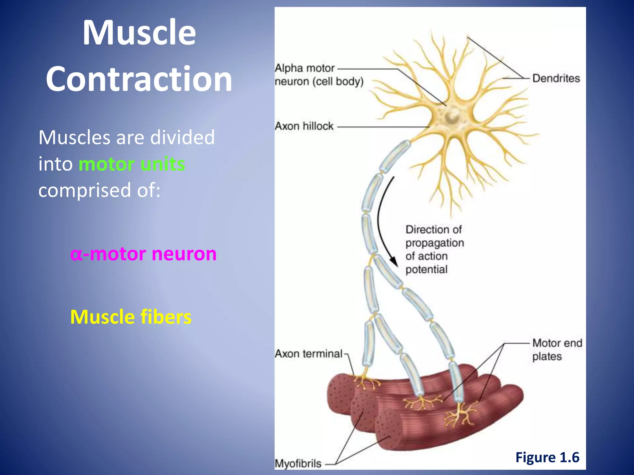Muscle
Contraction
Muscles are divided
into motor units
comprised of:
α-motor neuron
Muscle fibers
Figure 1.6
 