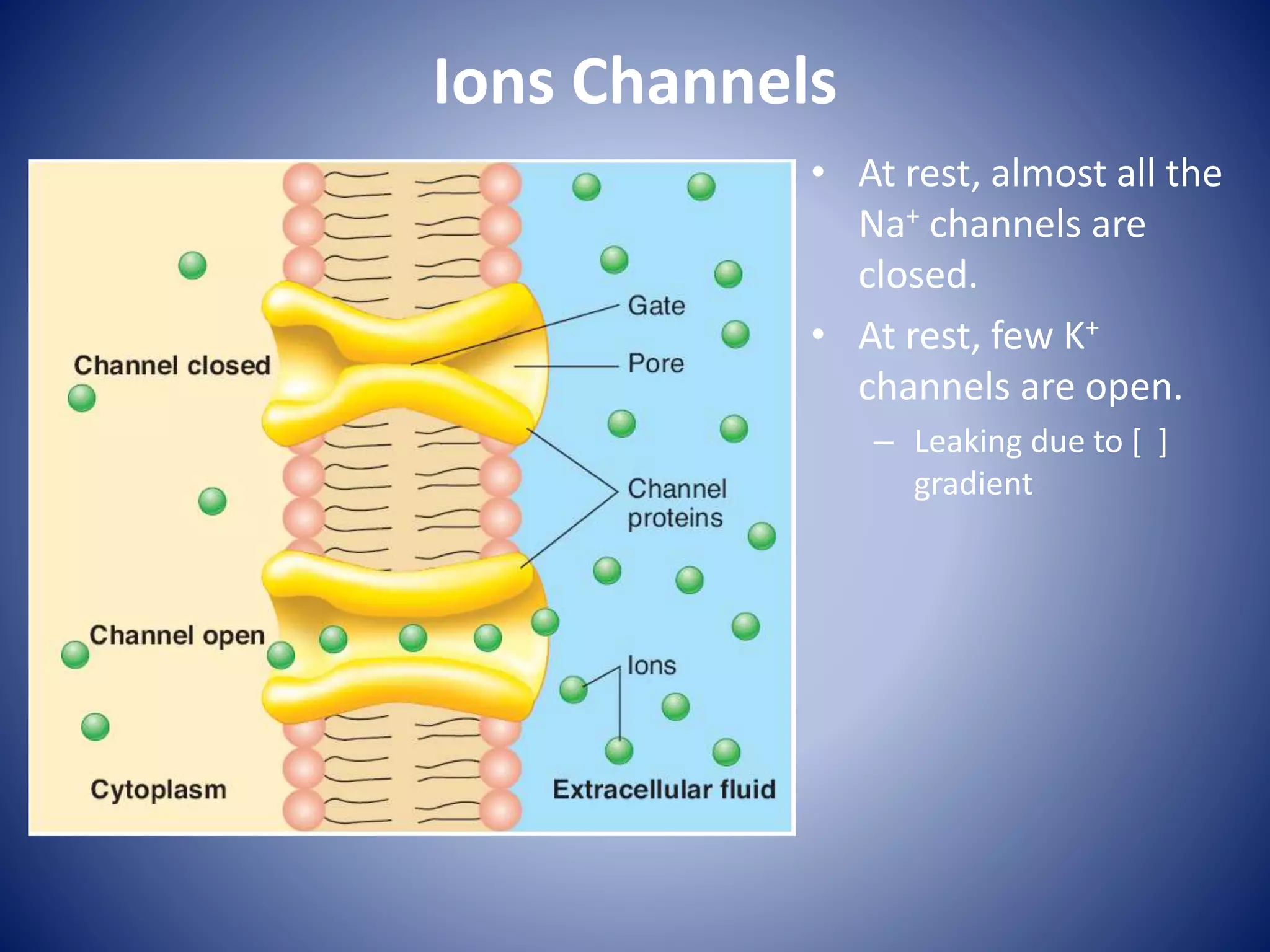 Ions Channels
• At rest, almost all the
Na+ channels are
closed.
• At rest, few K+
channels are open.
– Leaking due to [ ]
gradient
 