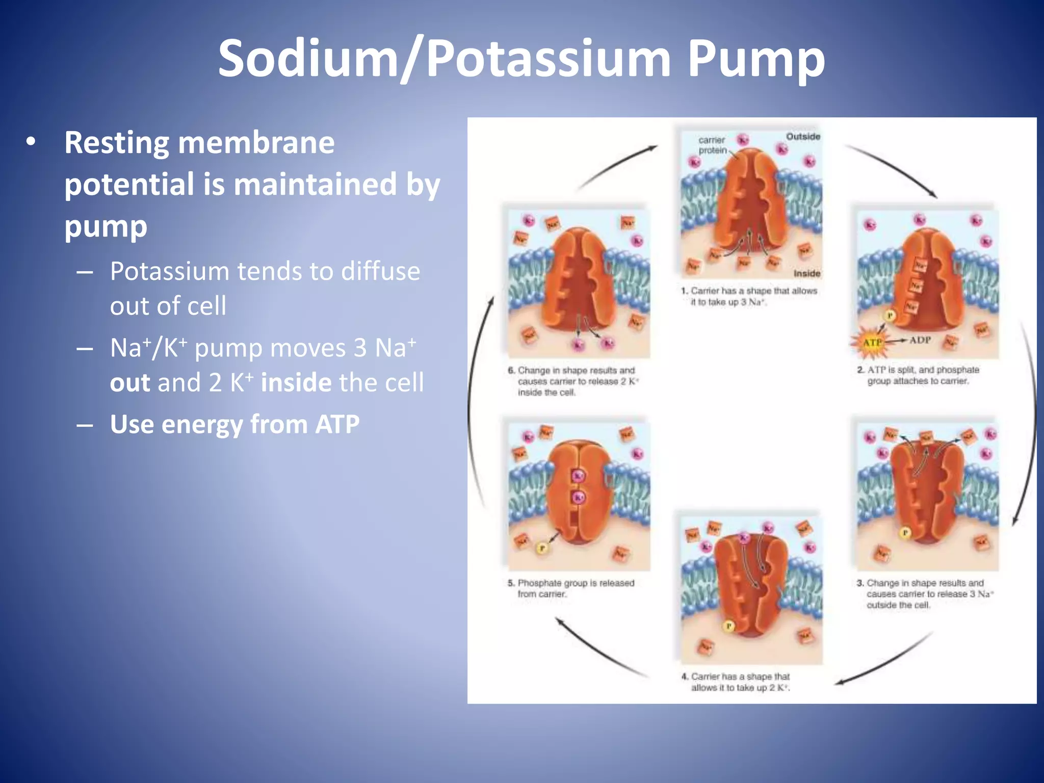 Sodium/Potassium Pump
• Resting membrane
potential is maintained by
pump
– Potassium tends to diffuse
out of cell
– Na+/K+ pump moves 3 Na+
out and 2 K+ inside the cell
– Use energy from ATP
 