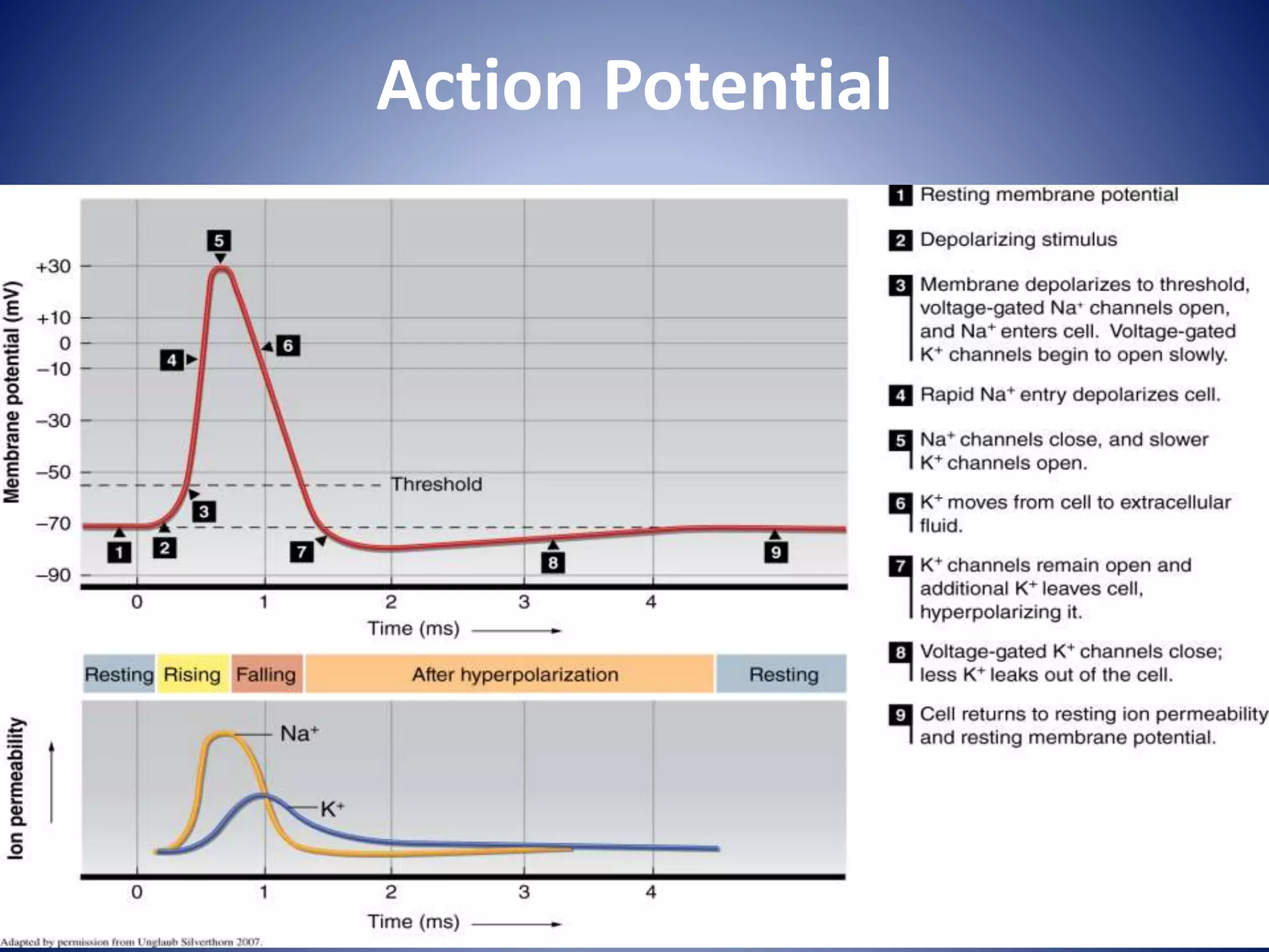 Action Potential
 
