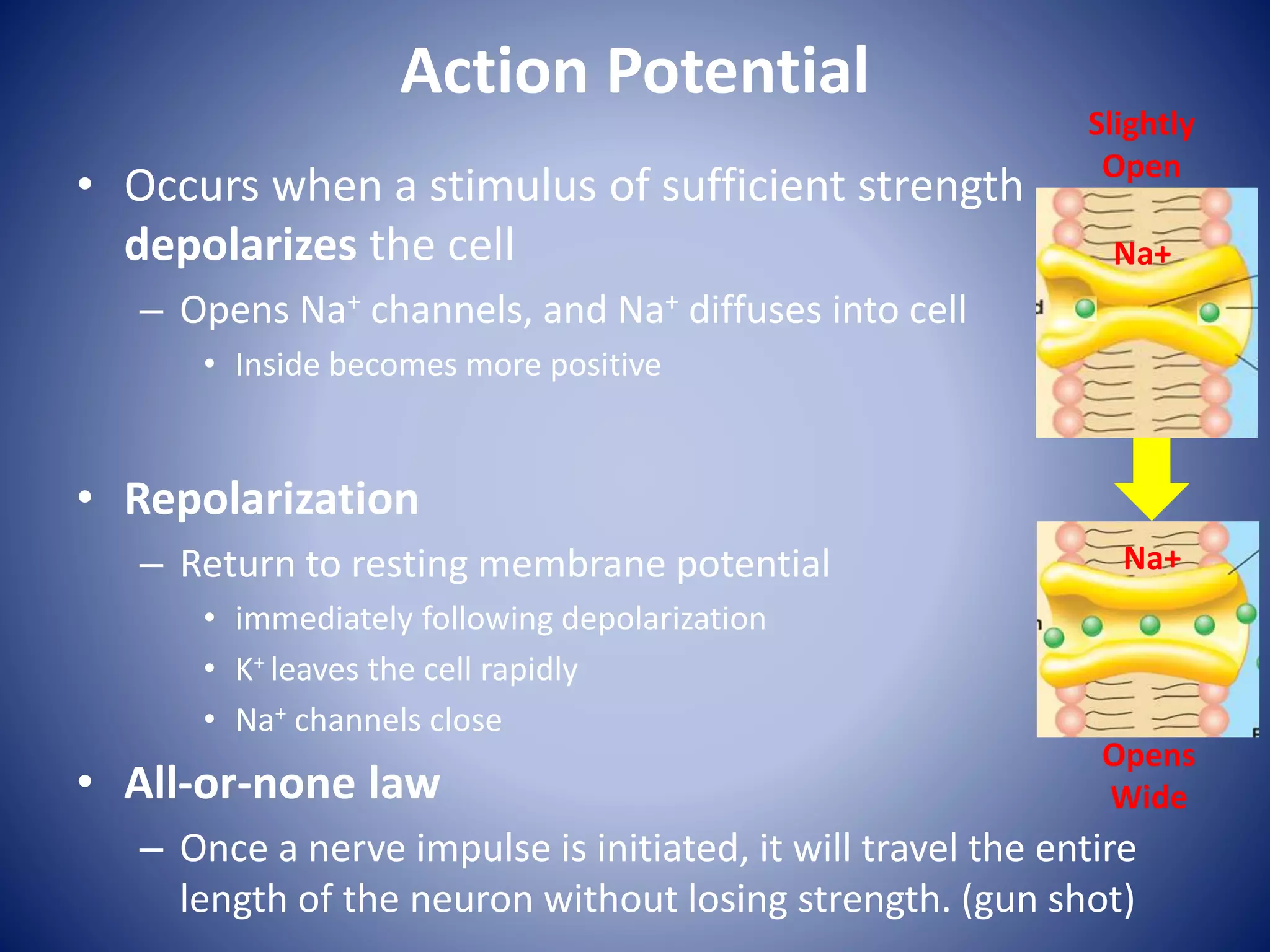 Action Potential
• Occurs when a stimulus of sufficient strength
depolarizes the cell
– Opens Na+ channels, and Na+ diffuses into cell
• Inside becomes more positive
• Repolarization
– Return to resting membrane potential
• immediately following depolarization
• K+ leaves the cell rapidly
• Na+ channels close
• All-or-none law
– Once a nerve impulse is initiated, it will travel the entire
length of the neuron without losing strength. (gun shot)
Slightly
Open
Na+
Opens
Wide
Na+
 