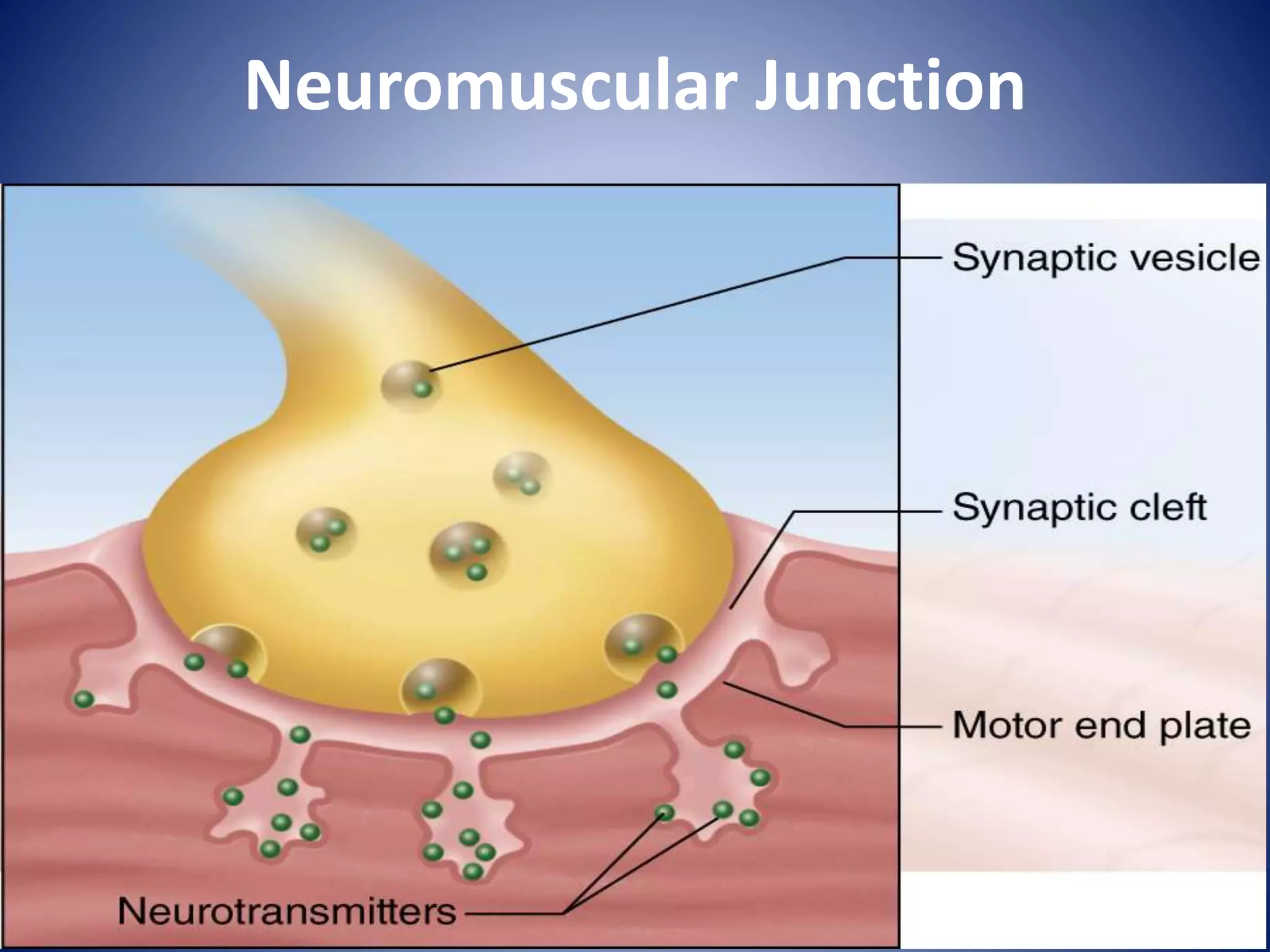 Neuromuscular Junction
 