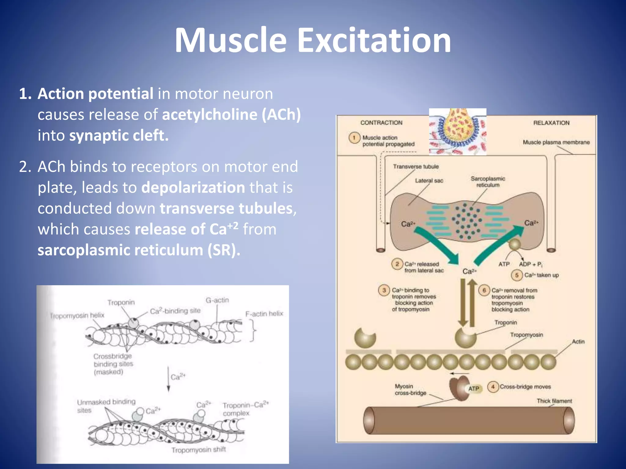 Muscle Excitation
1. Action potential in motor neuron
causes release of acetylcholine (ACh)
into synaptic cleft.
2. ACh binds to receptors on motor end
plate, leads to depolarization that is
conducted down transverse tubules,
which causes release of Ca+2 from
sarcoplasmic reticulum (SR).
 