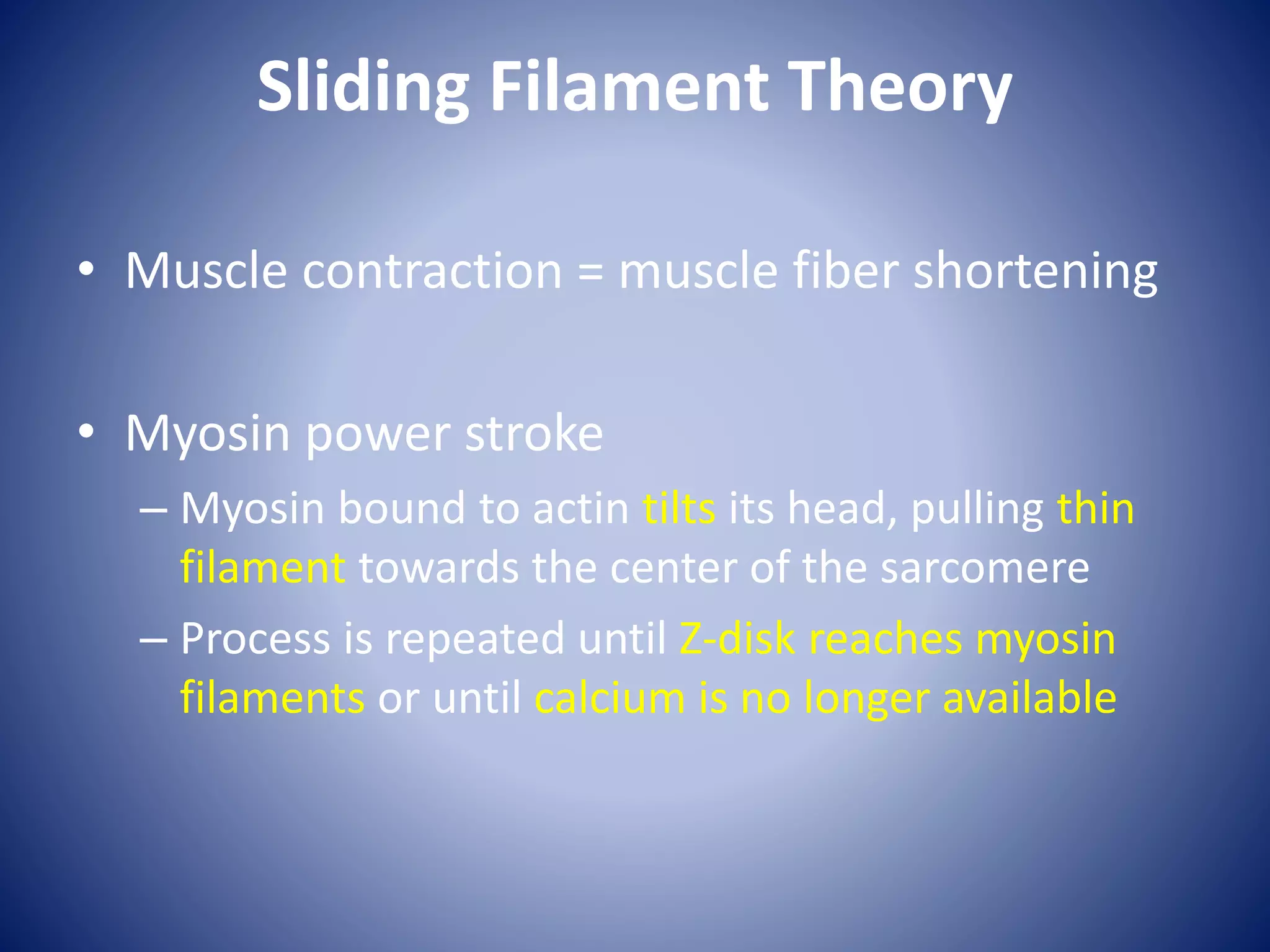 Sliding Filament Theory
• Muscle contraction = muscle fiber shortening
• Myosin power stroke
– Myosin bound to actin tilts its head, pulling thin
filament towards the center of the sarcomere
– Process is repeated until Z-disk reaches myosin
filaments or until calcium is no longer available
 