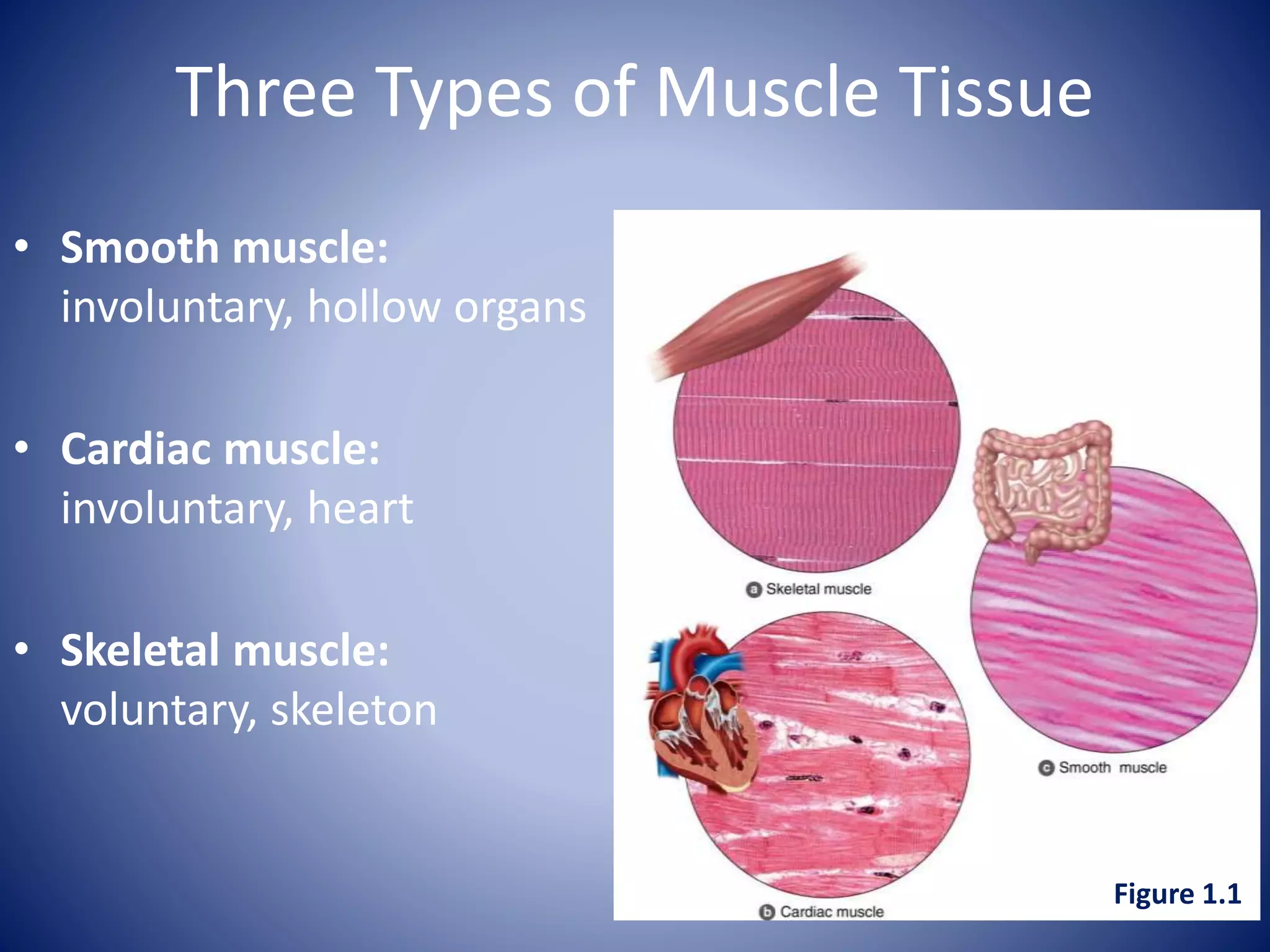 Three Types of Muscle Tissue
• Smooth muscle:
involuntary, hollow organs
• Cardiac muscle:
involuntary, heart
• Skeletal muscle:
voluntary, skeleton
Figure 1.1
 