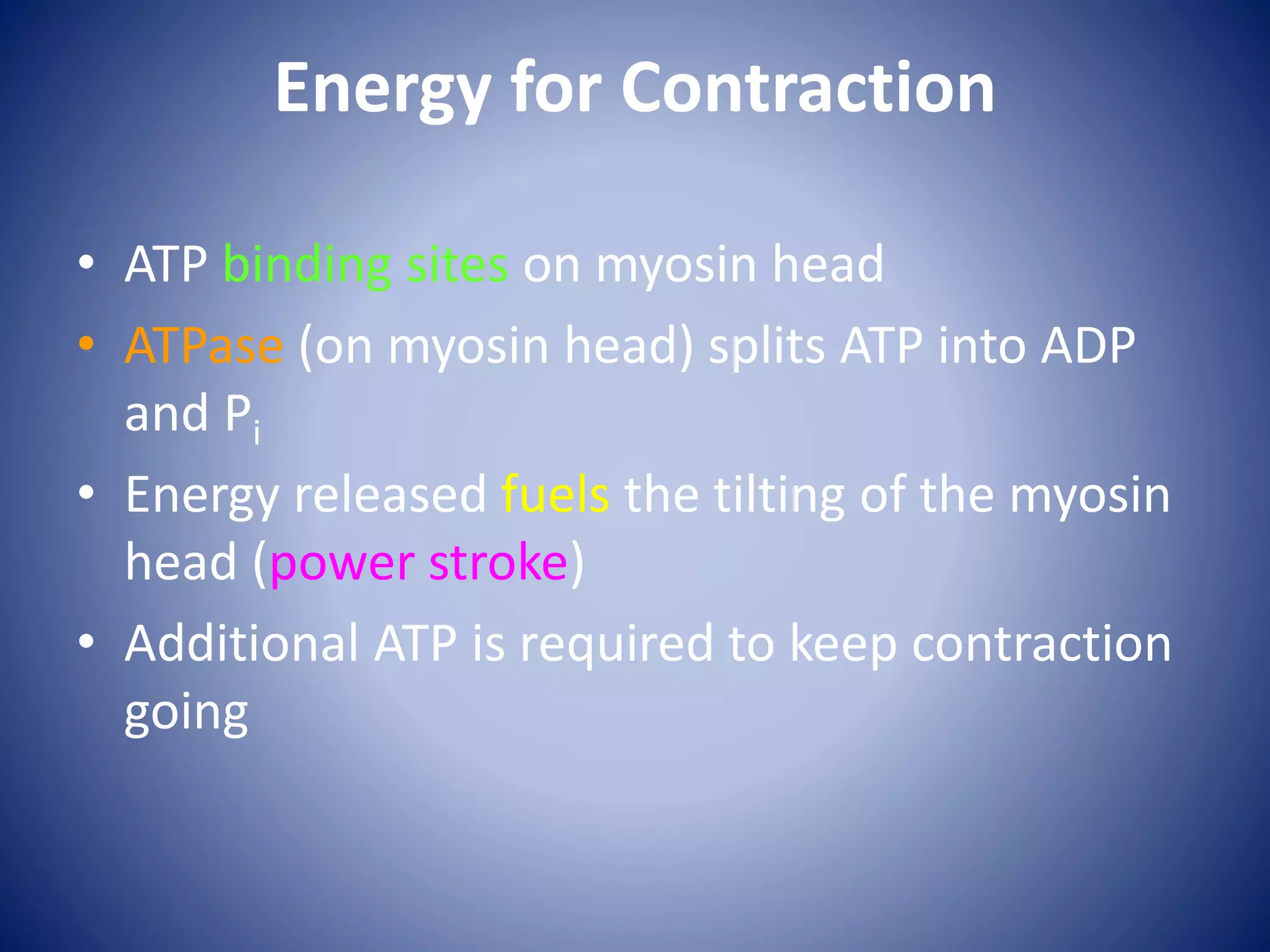 Energy for Contraction
• ATP binding sites on myosin head
• ATPase (on myosin head) splits ATP into ADP
and Pi
• Energy released fuels the tilting of the myosin
head (power stroke)
• Additional ATP is required to keep contraction
going
 