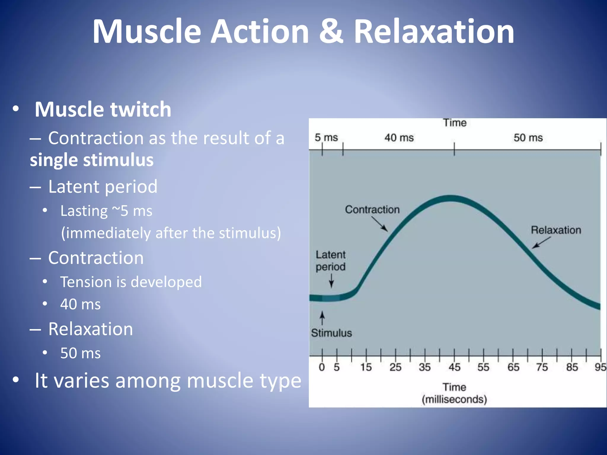 Muscle Action & Relaxation
• Muscle twitch
– Contraction as the result of a
single stimulus
– Latent period
• Lasting ~5 ms
(immediately after the stimulus)
– Contraction
• Tension is developed
• 40 ms
– Relaxation
• 50 ms
• It varies among muscle type
 