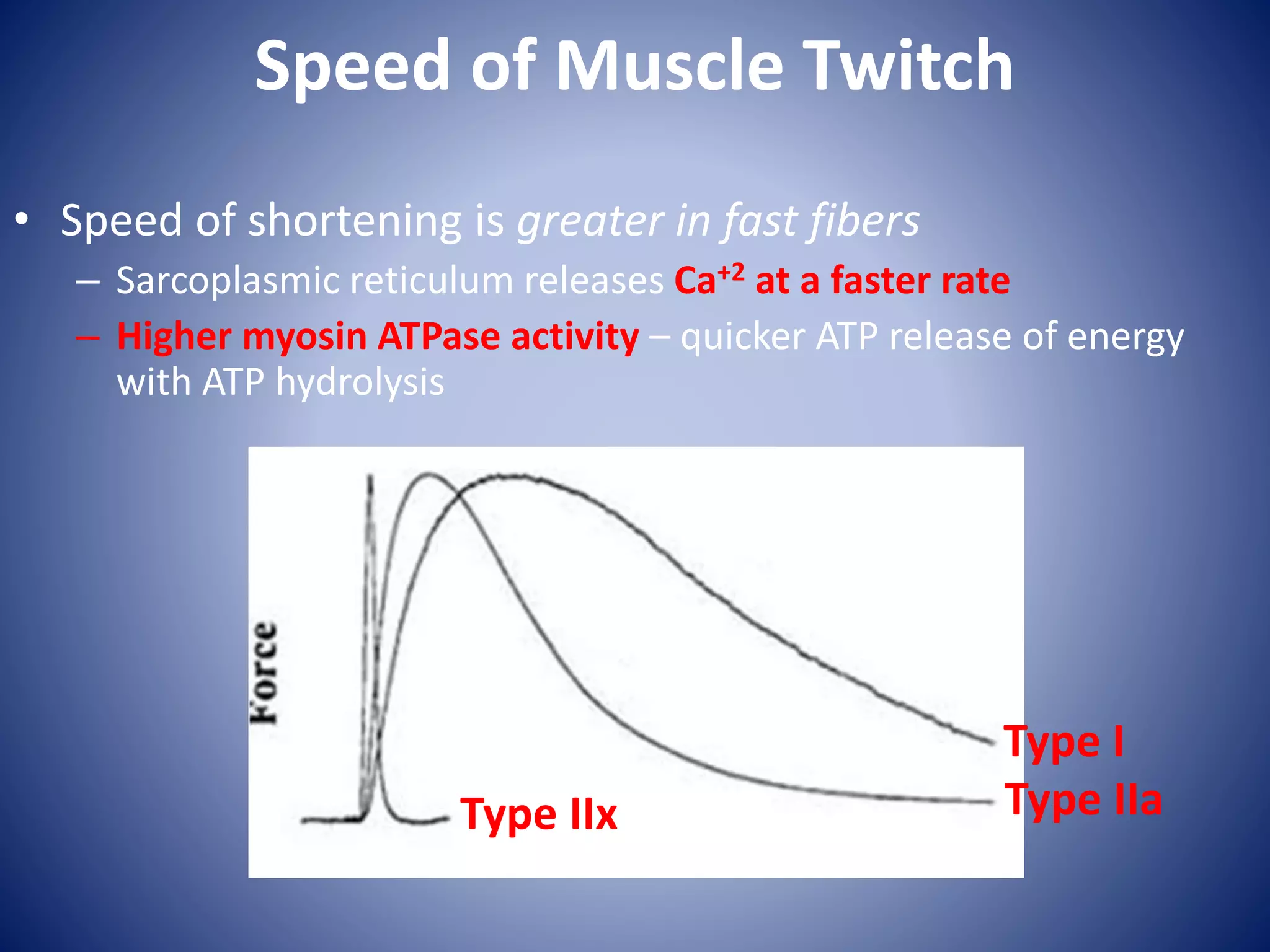 Speed of Muscle Twitch
• Speed of shortening is greater in fast fibers
– Sarcoplasmic reticulum releases Ca+2 at a faster rate
– Higher myosin ATPase activity – quicker ATP release of energy
with ATP hydrolysis
Type I
Type IIaType IIx
 