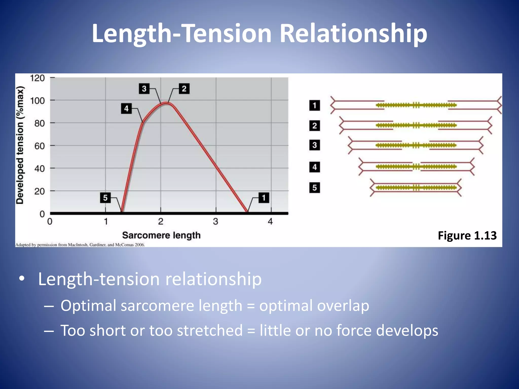 Length-Tension Relationship
Figure 1.13
• Length-tension relationship
– Optimal sarcomere length = optimal overlap
– Too short or too stretched = little or no force develops
 