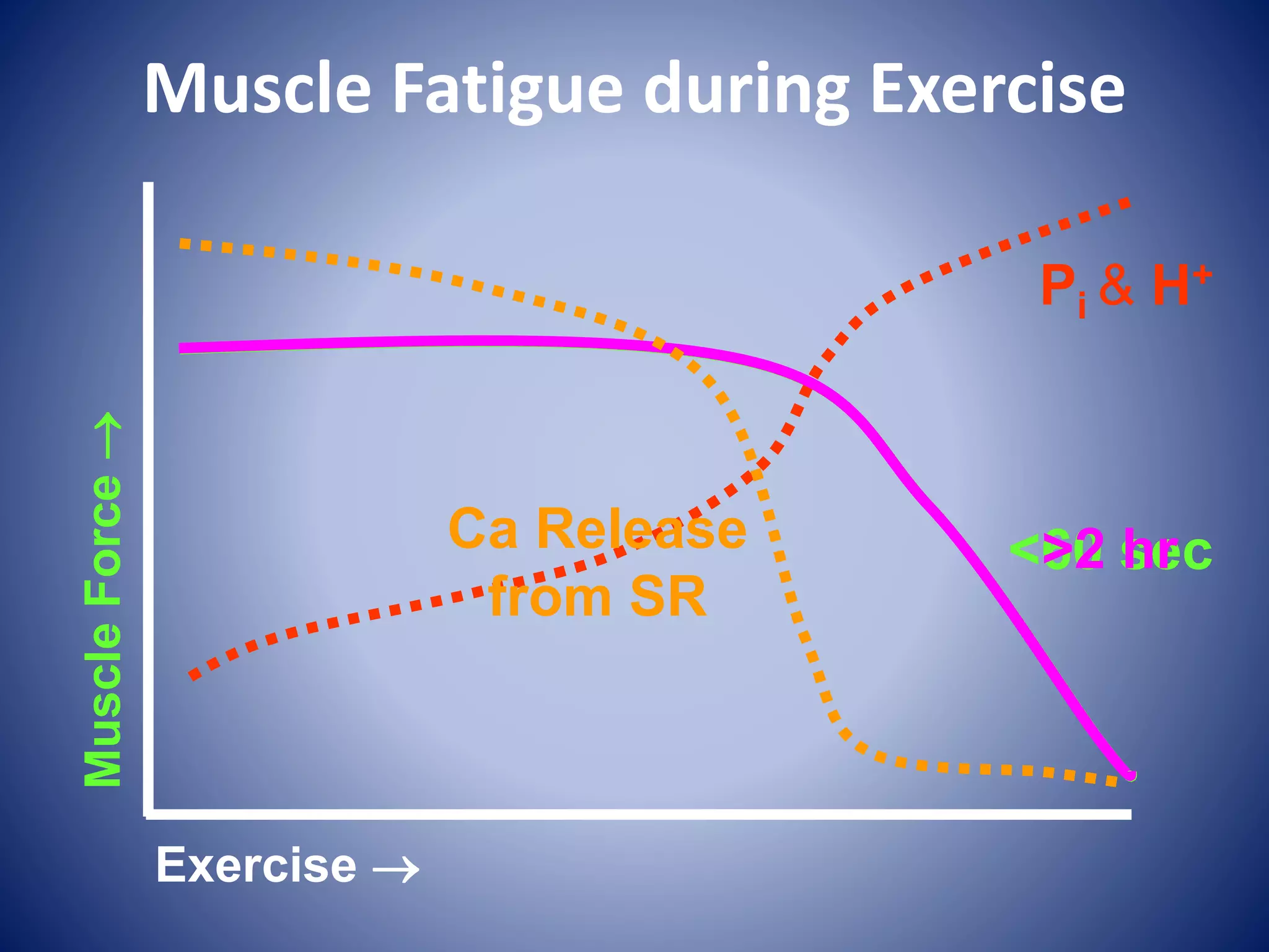 Muscle Fatigue during ExerciseMuscleForce
Exercise 
<60 sec
Pi & H+
>2 hrCa Release
from SR
 