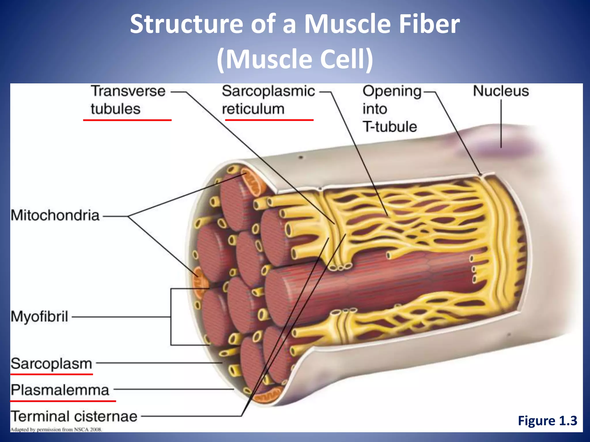 Structure of a Muscle Fiber
(Muscle Cell)
Figure 1.3
 