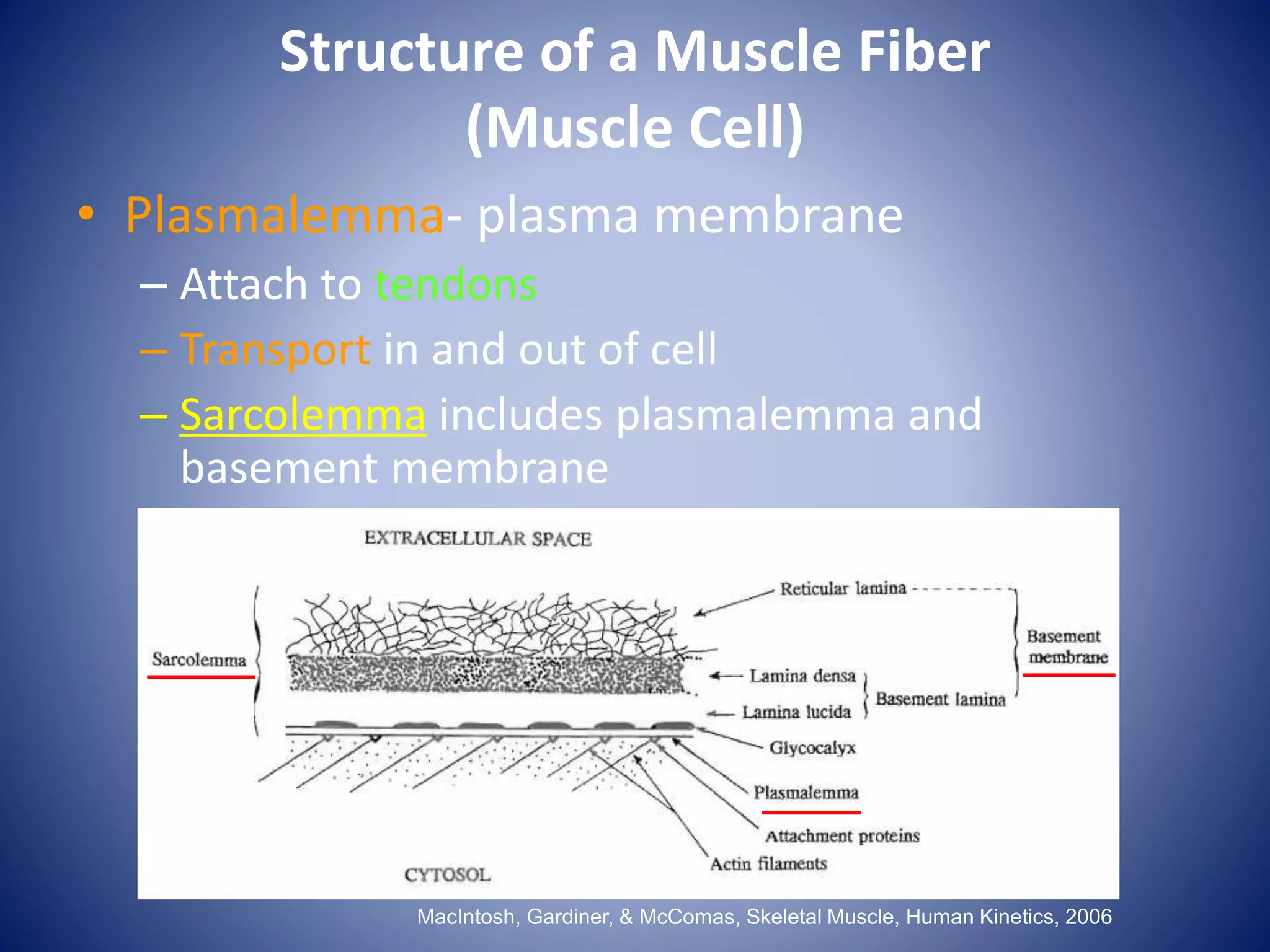 • Plasmalemma- plasma membrane
– Attach to tendons
– Transport in and out of cell
– Sarcolemma includes plasmalemma and
basement membrane
MacIntosh, Gardiner, & McComas, Skeletal Muscle, Human Kinetics, 2006
Structure of a Muscle Fiber
(Muscle Cell)
 