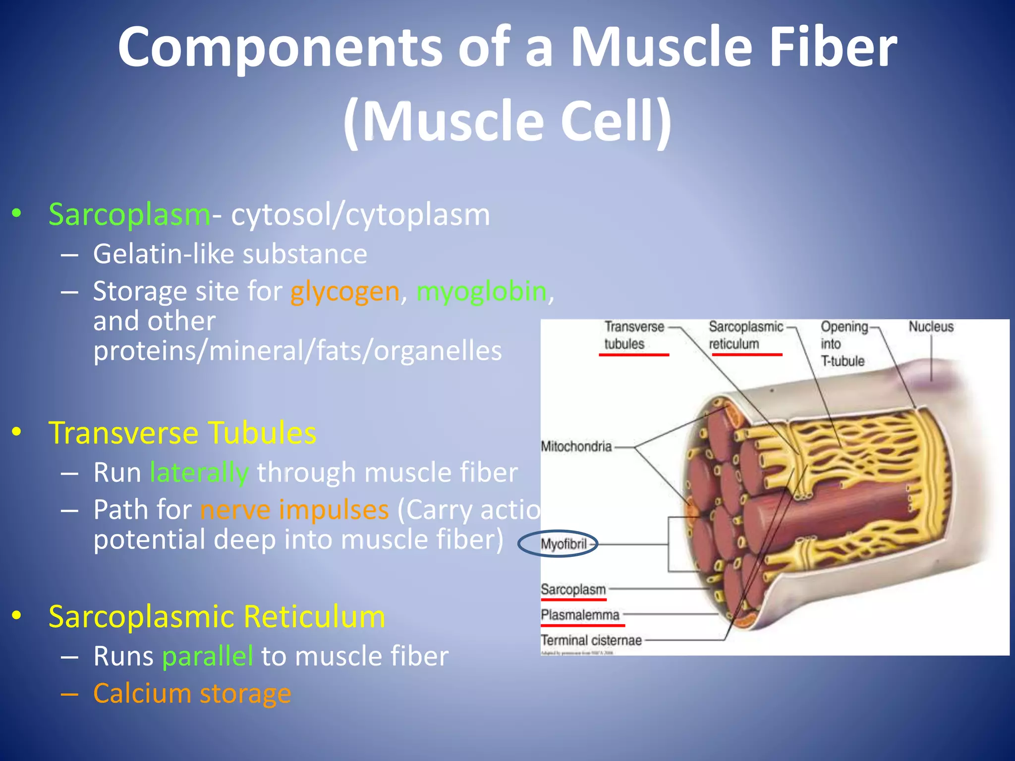 Components of a Muscle Fiber
(Muscle Cell)
• Sarcoplasm- cytosol/cytoplasm
– Gelatin-like substance
– Storage site for glycogen, myoglobin,
and other
proteins/mineral/fats/organelles
• Transverse Tubules
– Run laterally through muscle fiber
– Path for nerve impulses (Carry action
potential deep into muscle fiber)
• Sarcoplasmic Reticulum
– Runs parallel to muscle fiber
– Calcium storage
 