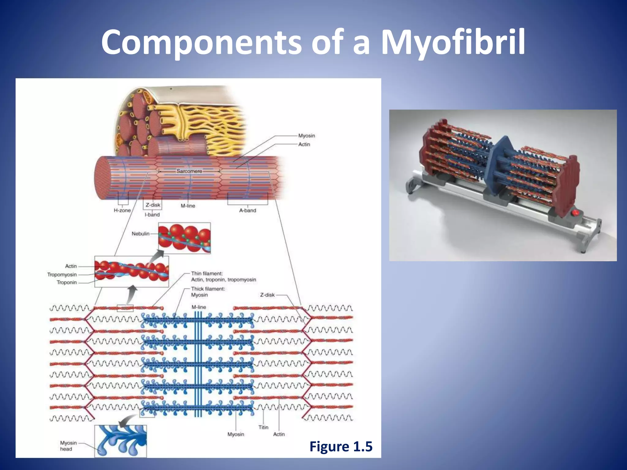 Components of a Myofibril
Figure 1.5
 