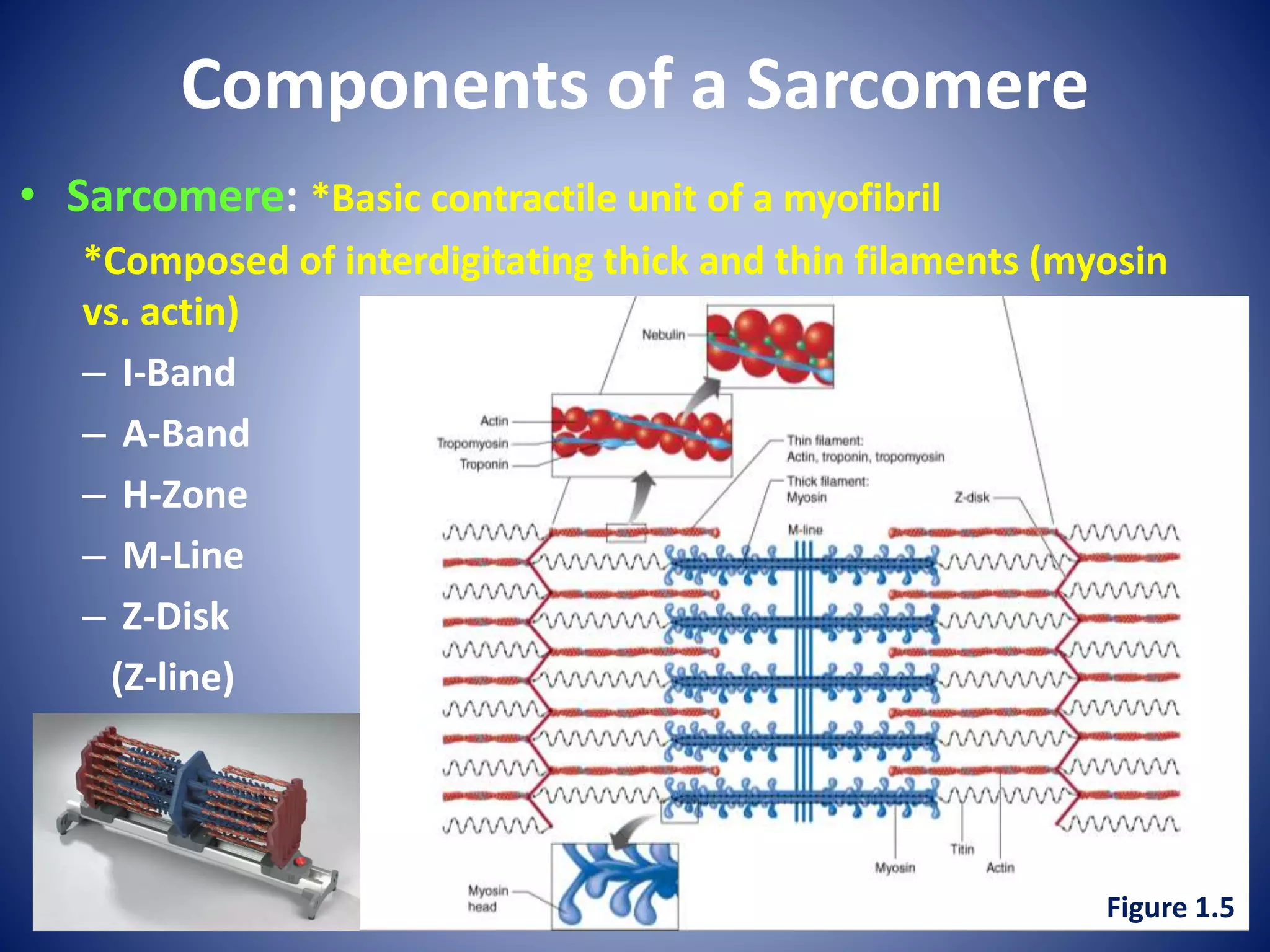 Components of a Sarcomere
• Sarcomere: *Basic contractile unit of a myofibril
*Composed of interdigitating thick and thin filaments (myosin
vs. actin)
– I-Band
– A-Band
– H-Zone
– M-Line
– Z-Disk
(Z-line)
Figure 1.5
 
