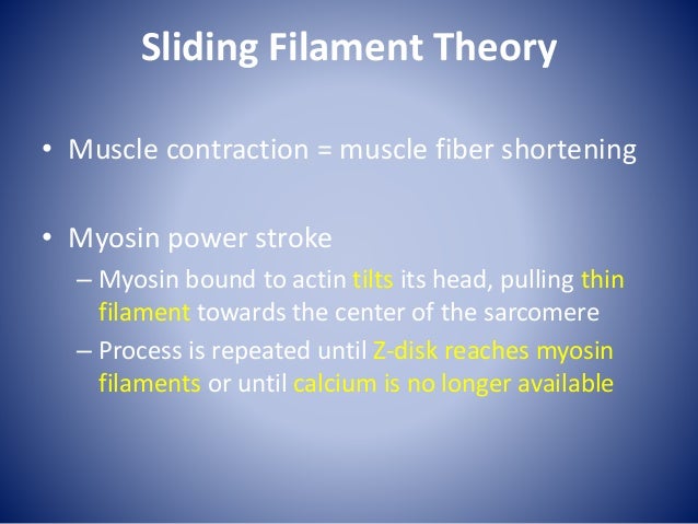 Calcium Ions Sliding Filament Theory