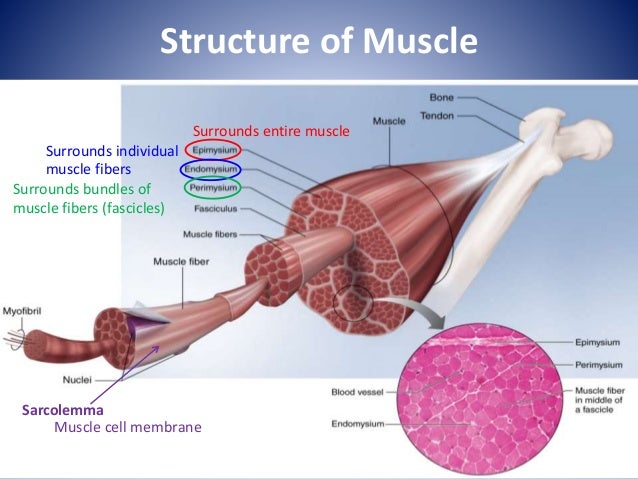 Lecture 4 muscle physiology(1)