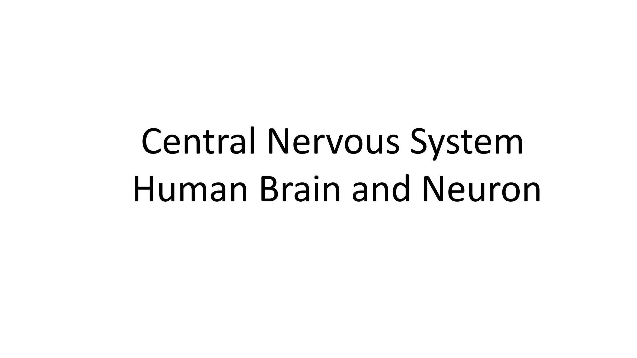 Central Nervous System Human Brain and Neuron 