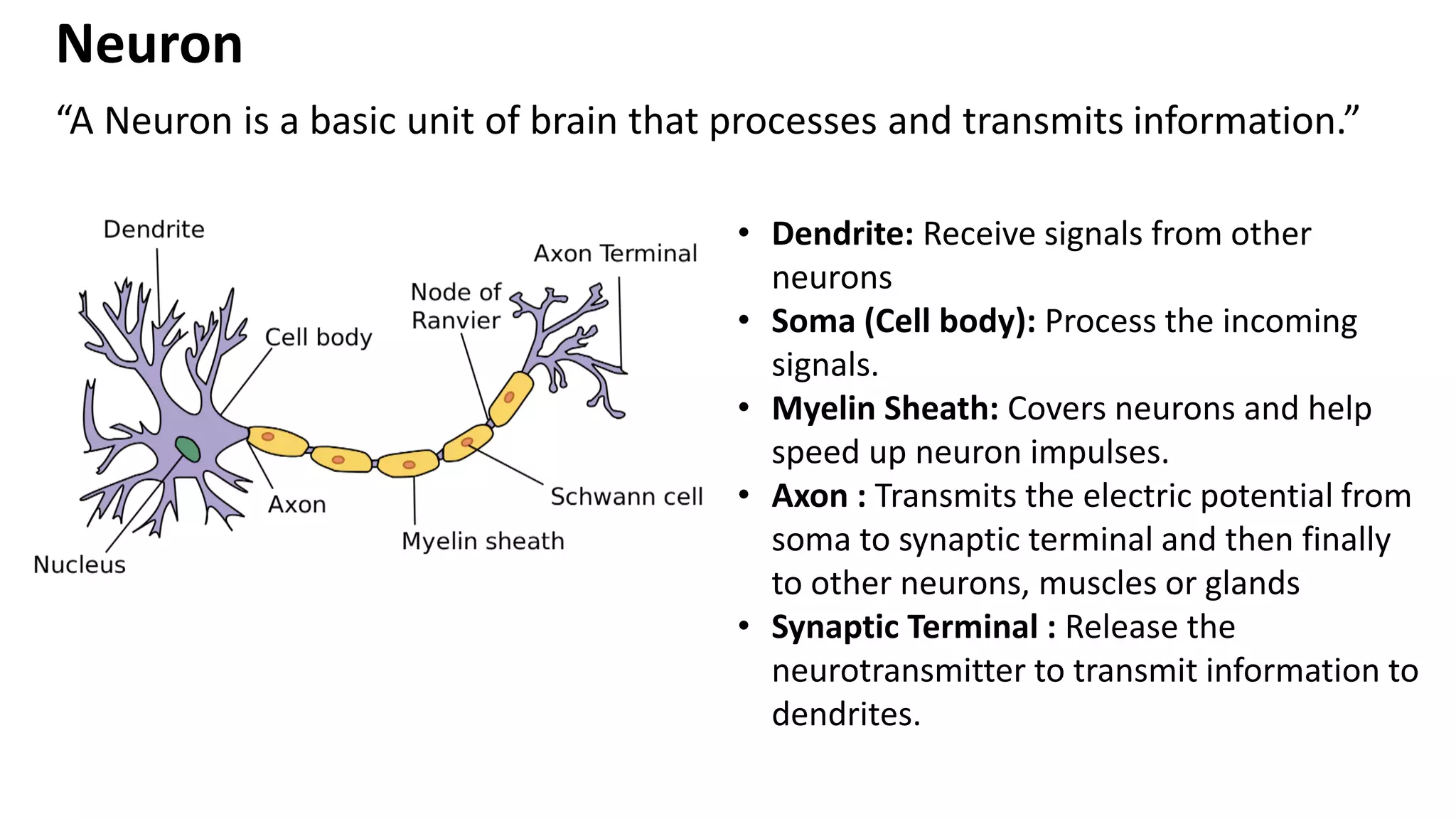 “A Neuron is a basic unit of brain that processes and transmits information.” Neuron • Dendrite: Receive signals from other neurons • Soma (Cell body): Process the incoming signals. • Myelin Sheath: Covers neurons and help speed up neuron impulses. • Axon : Transmits the electric potential from soma to synaptic terminal and then finally to other neurons, muscles or glands • Synaptic Terminal : Release the neurotransmitter to transmit information to dendrites. 