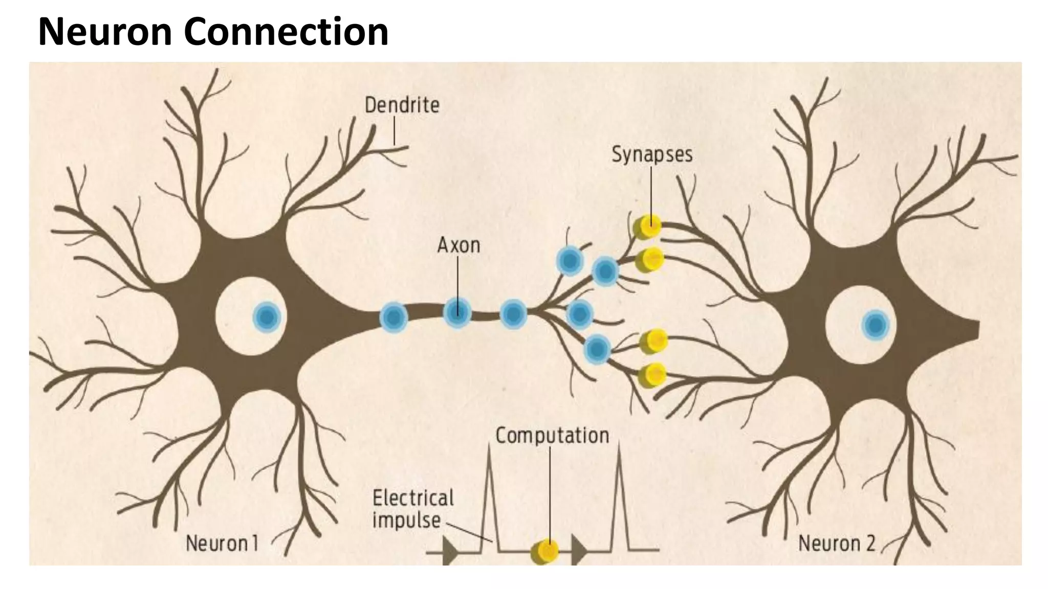 Neuron Connection 