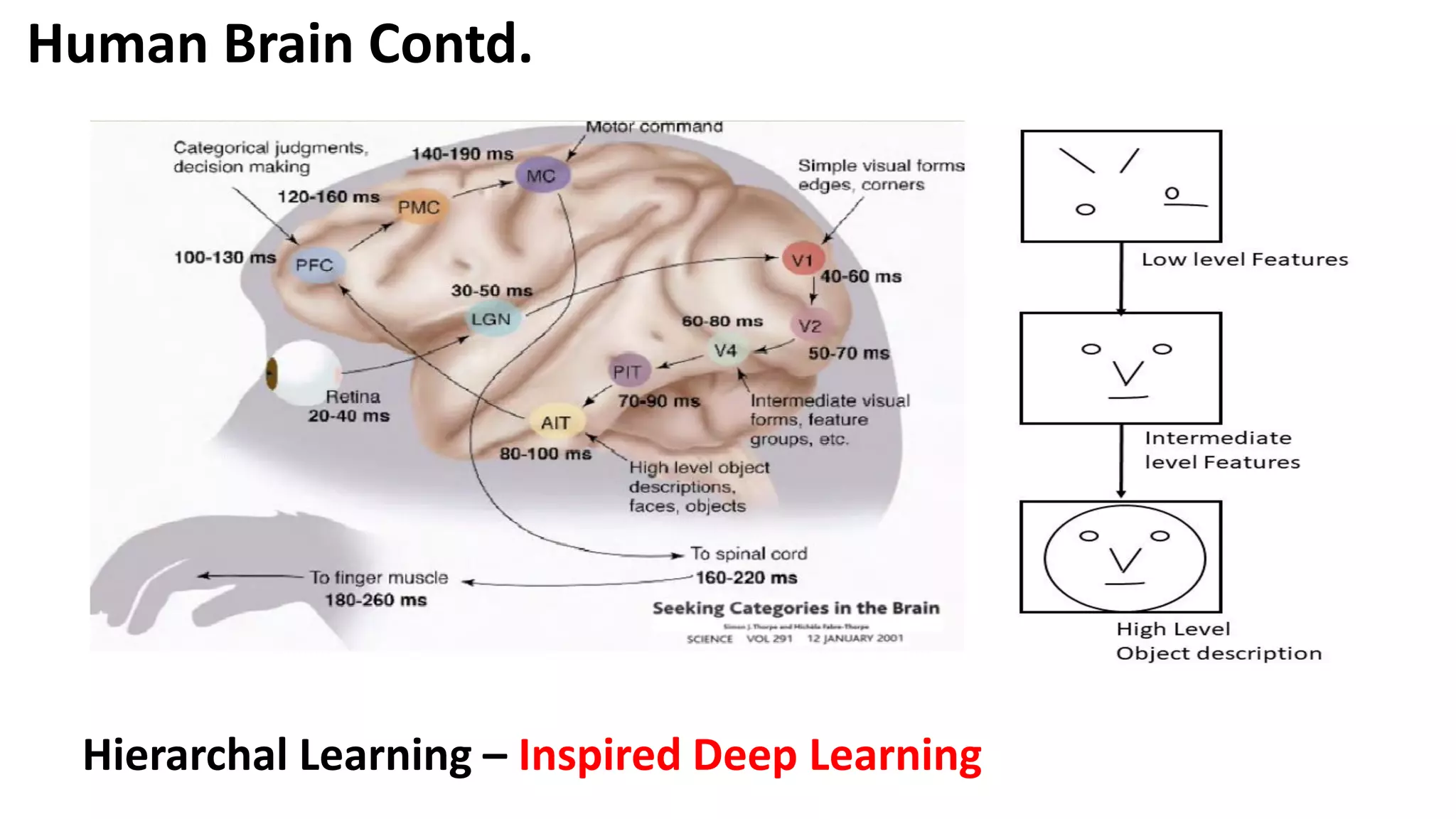Hierarchal Learning – Inspired Deep Learning Human Brain Contd. 