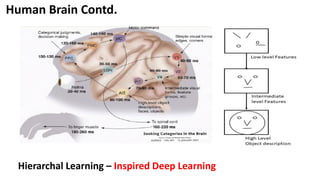 Hierarchal Learning – Inspired Deep Learning
Human Brain Contd.
 