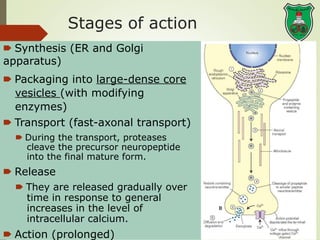 Lecture 4-Neurotransmitters (catecholamines) – synthesis, inactivation ...