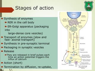 Lecture 4-Neurotransmitters (catecholamines) – synthesis, inactivation ...