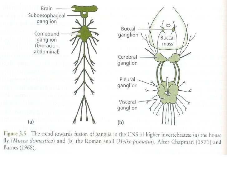 Lecture 4 nervous system & behaviour