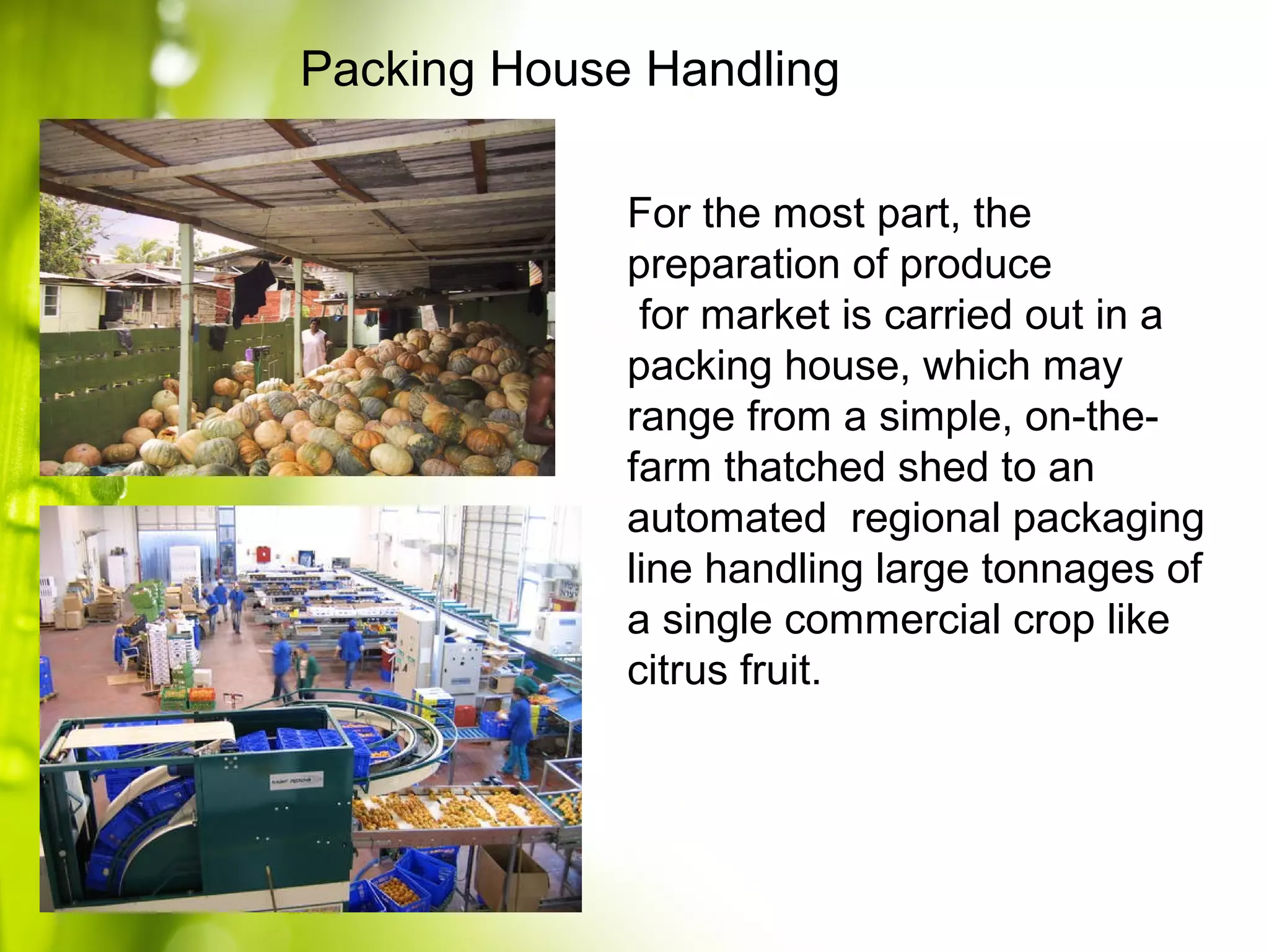 For the most part, the
preparation of produce
for market is carried out in a
packing house, which may
range from a simple, on-the-
farm thatched shed to an
automated regional packaging
line handling large tonnages of
a single commercial crop like
citrus fruit.
Packing House Handling
 