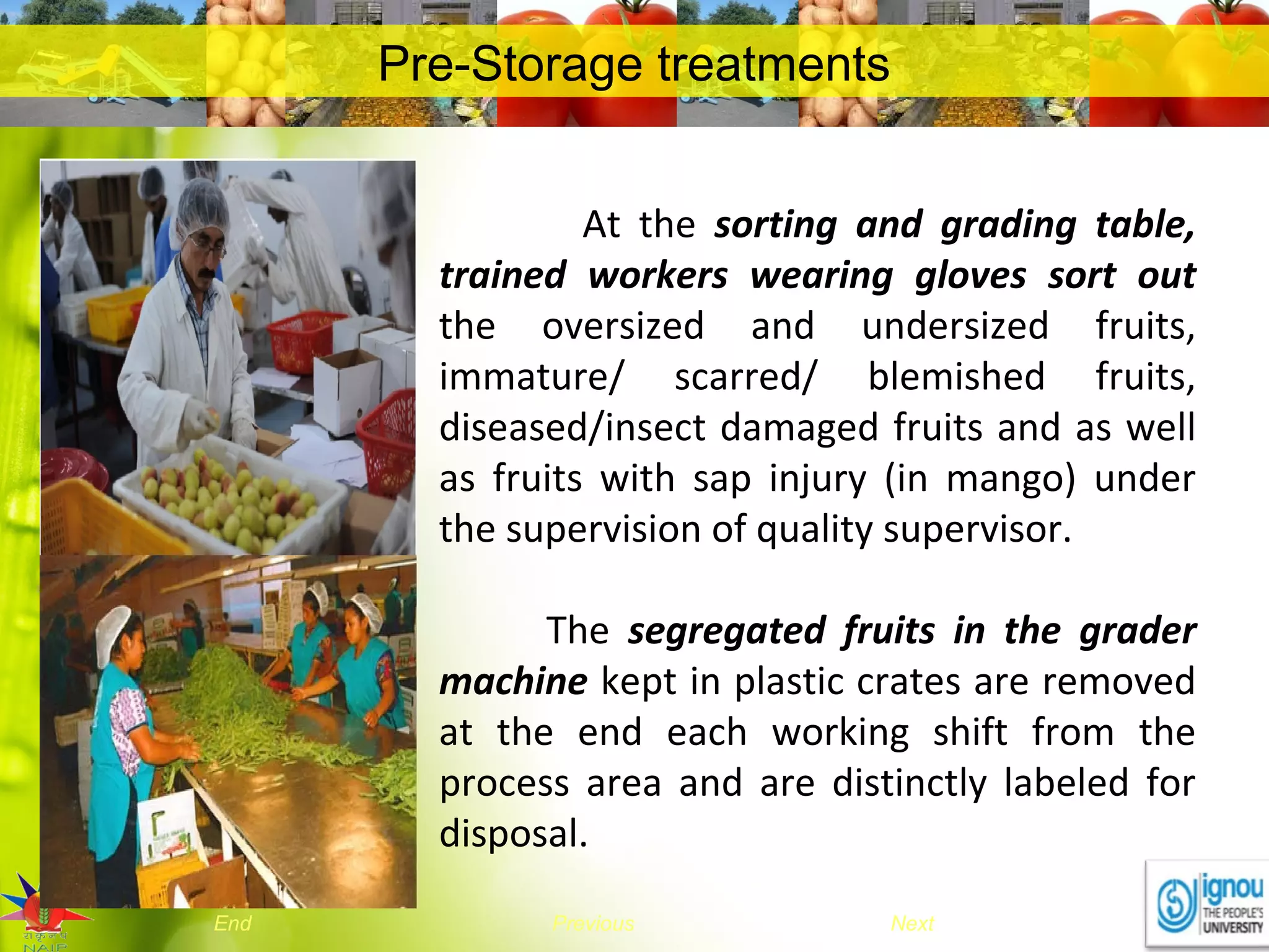 NextEnd Previous
Pre-Storage treatments
At the sorting and grading table,
trained workers wearing gloves sort out
the oversized and undersized fruits,
immature/ scarred/ blemished fruits,
diseased/insect damaged fruits and as well
as fruits with sap injury (in mango) under
the supervision of quality supervisor.
The segregated fruits in the grader
machine kept in plastic crates are removed
at the end each working shift from the
process area and are distinctly labeled for
disposal.
 