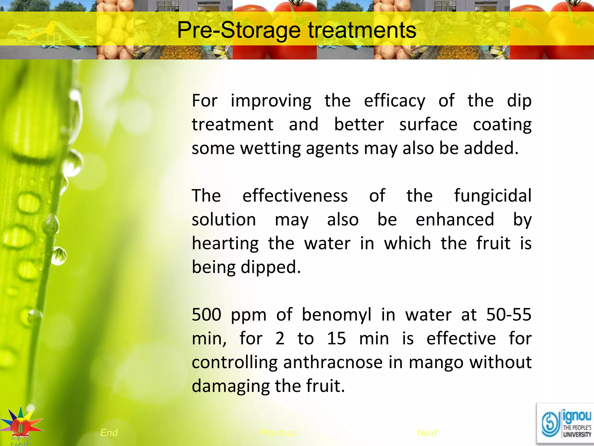 NextEnd Previous
Pre-Storage treatments
For improving the efficacy of the dip
treatment and better surface coating
some wetting agents may also be added.
The effectiveness of the fungicidal
solution may also be enhanced by
hearting the water in which the fruit is
being dipped.
500 ppm of benomyl in water at 50-55
min, for 2 to 15 min is effective for
controlling anthracnose in mango without
damaging the fruit.
 